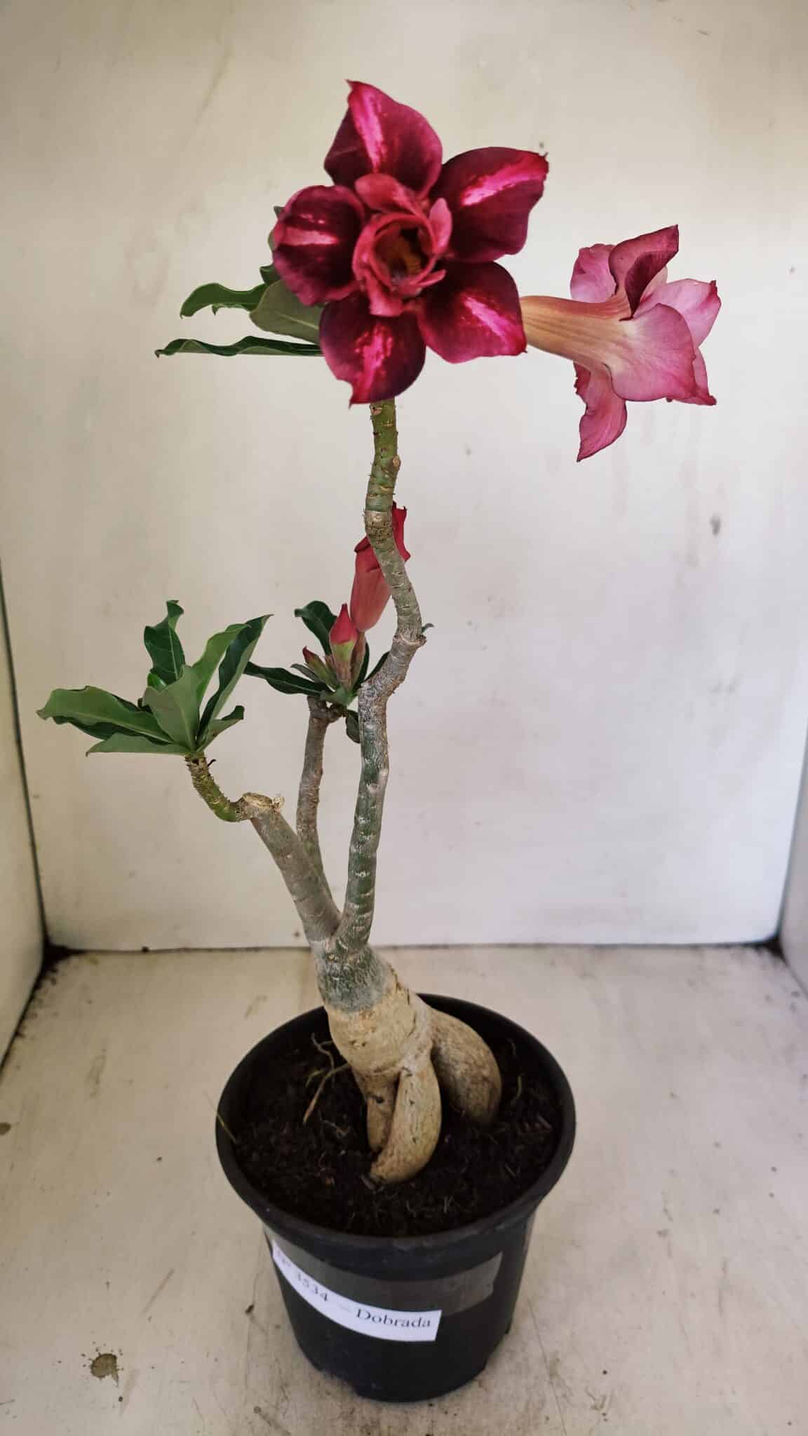 Planta Dobrada 3534 – 35cm – 03 anos - imagem 2