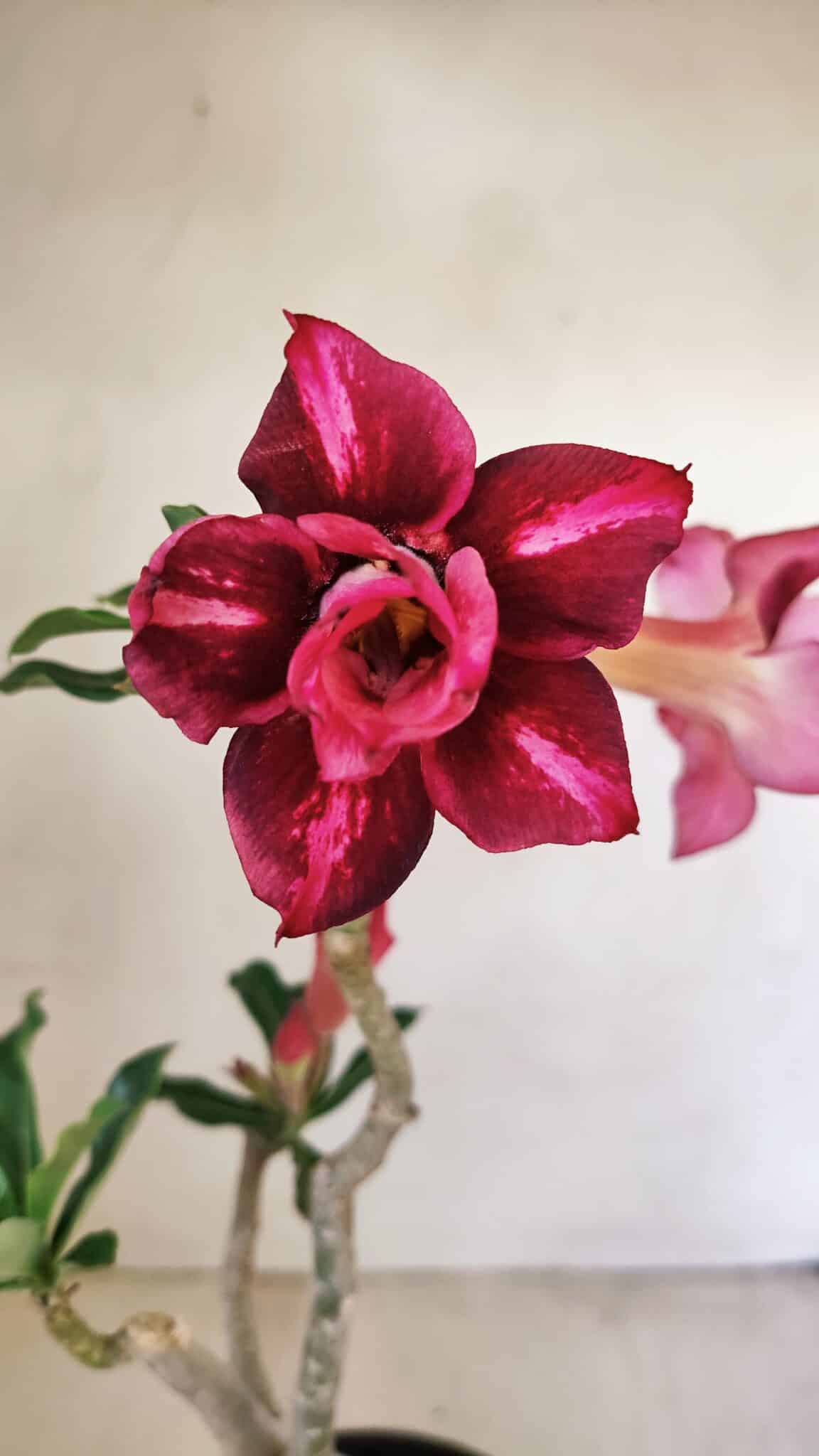 Planta Dobrada 3534 – 35cm – 03 anos - imagem 3