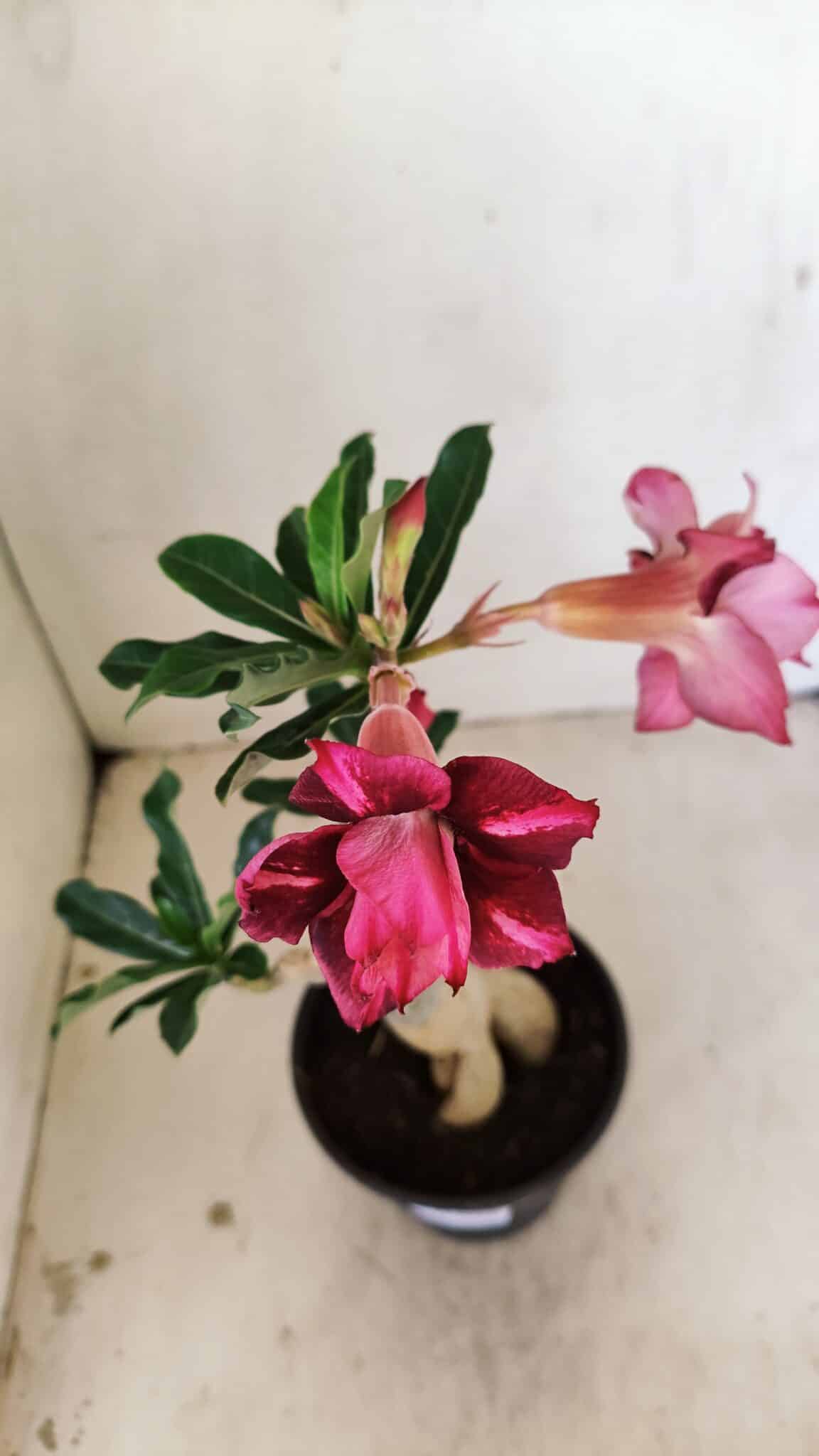 Planta Dobrada 3534 – 35cm – 03 anos - imagem 4