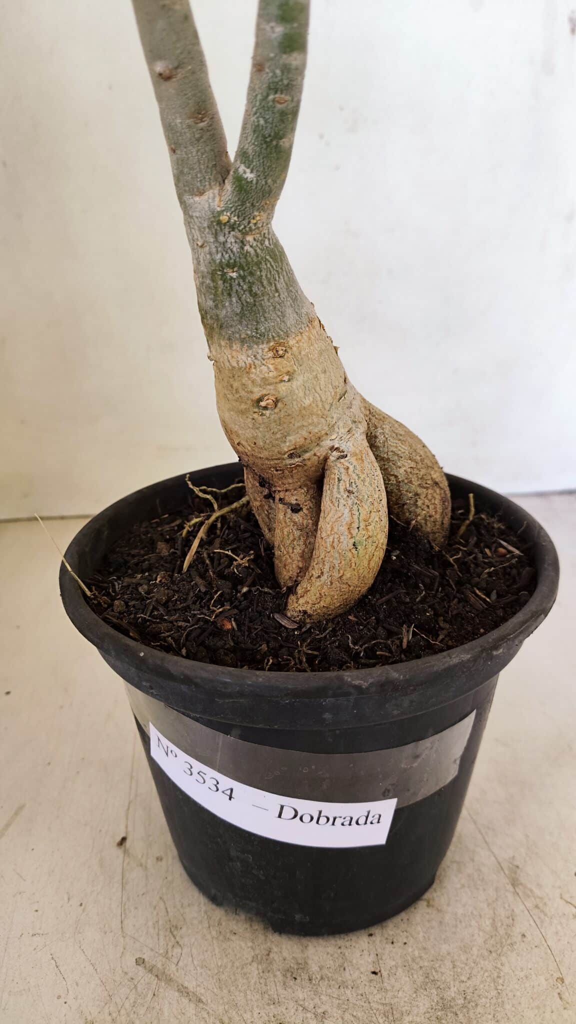 Planta Dobrada 3534 – 35cm – 03 anos - imagem 8