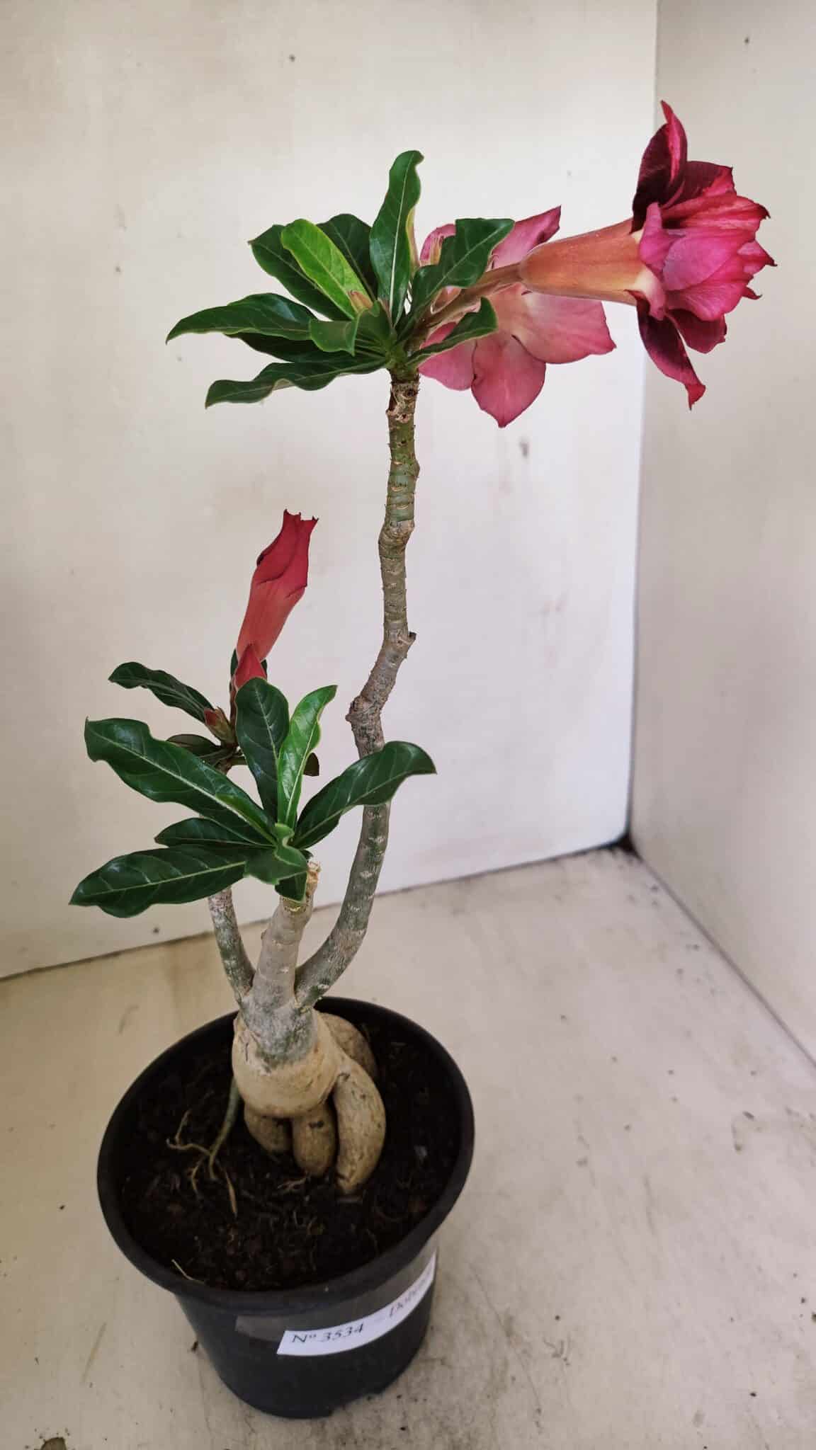 Planta Dobrada 3534 – 35cm – 03 anos - imagem 7