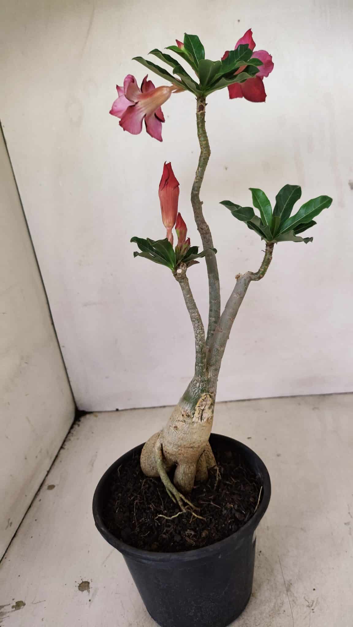 Planta Dobrada 3534 – 35cm – 03 anos - imagem 6