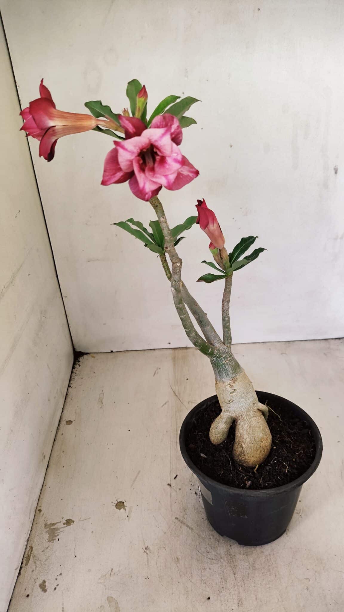 Planta Dobrada 3534 – 35cm – 03 anos - imagem 5