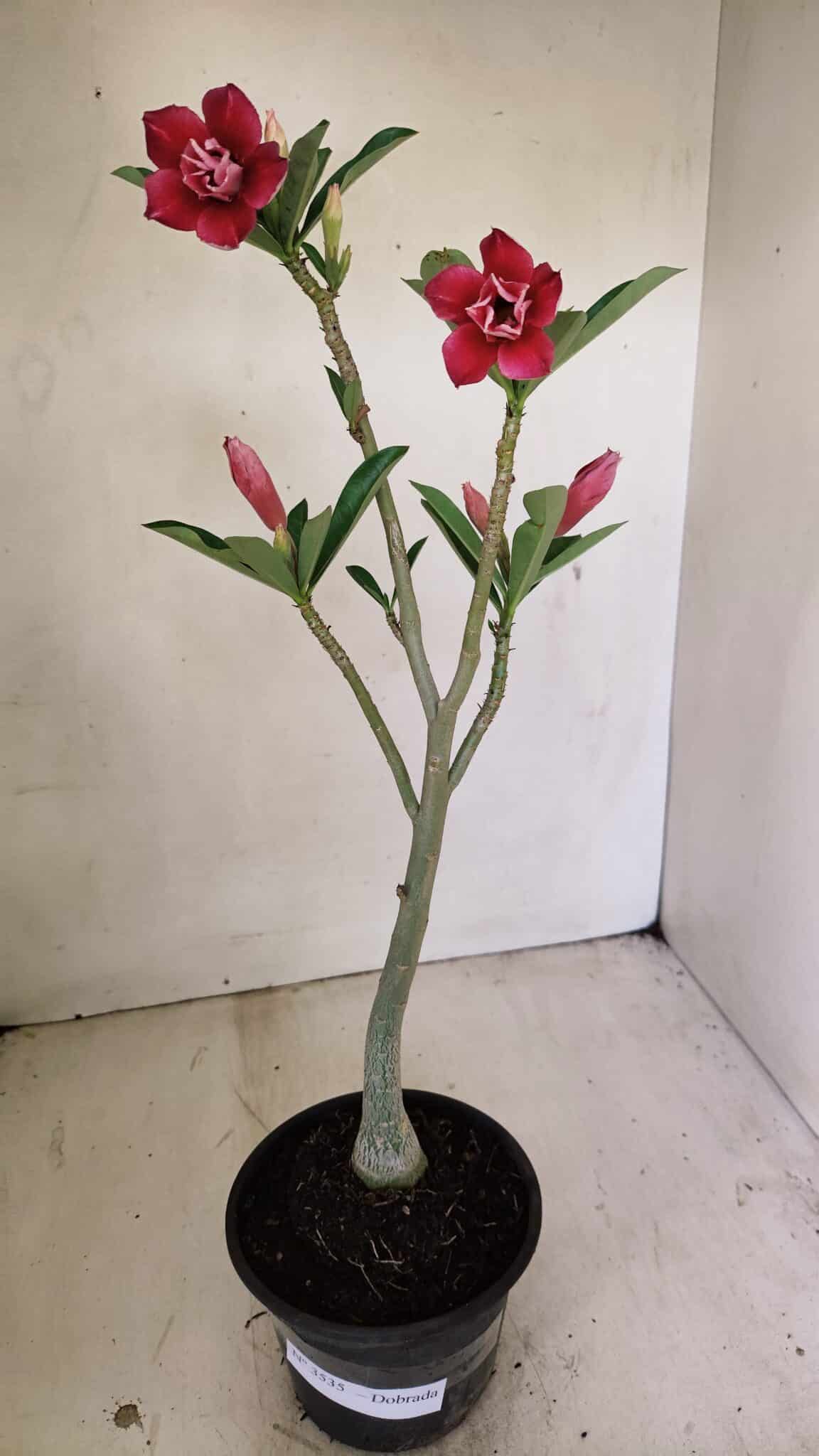 Planta Dobrada 3535 – 35cm – 03 anos - foto 2