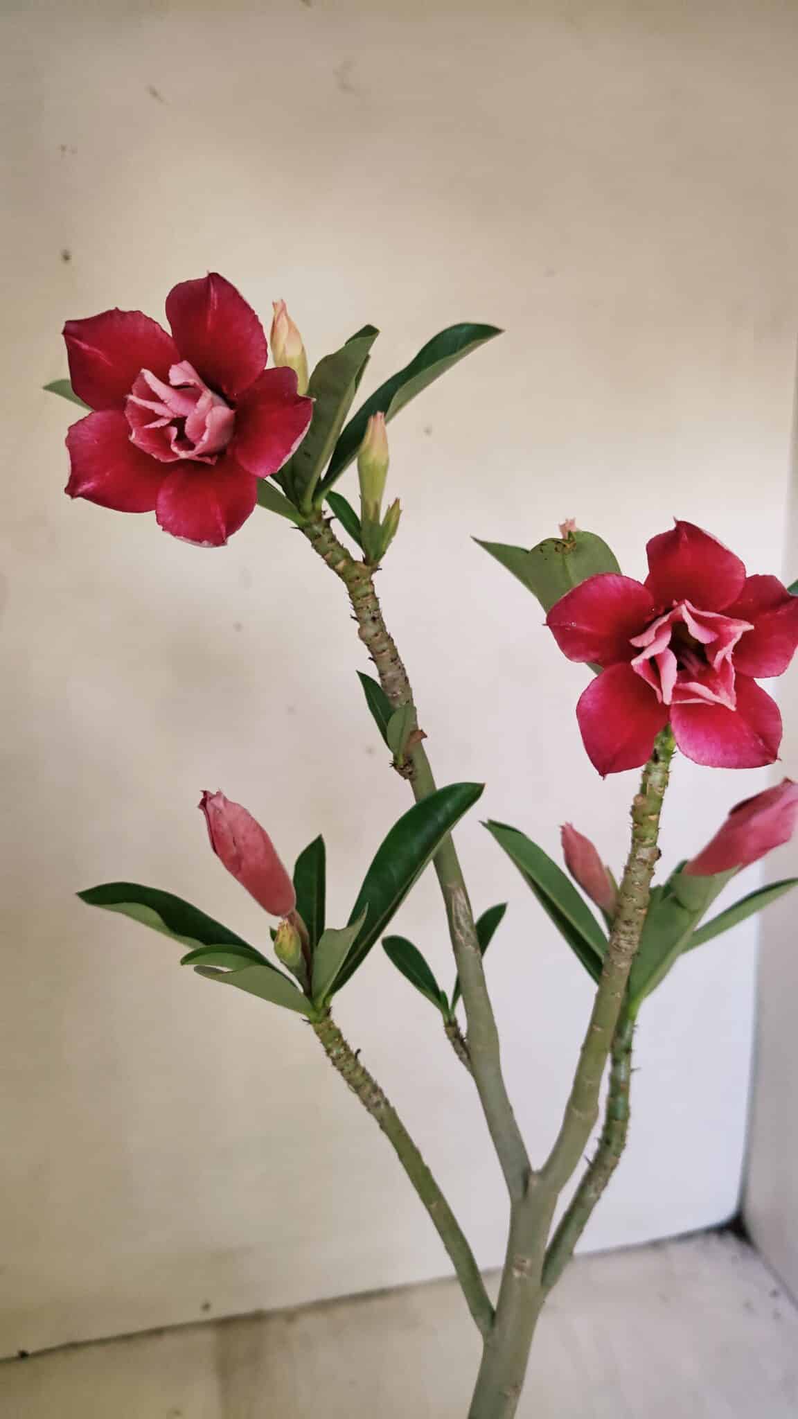 Planta Dobrada 3535 – 35cm – 03 anos - foto 5