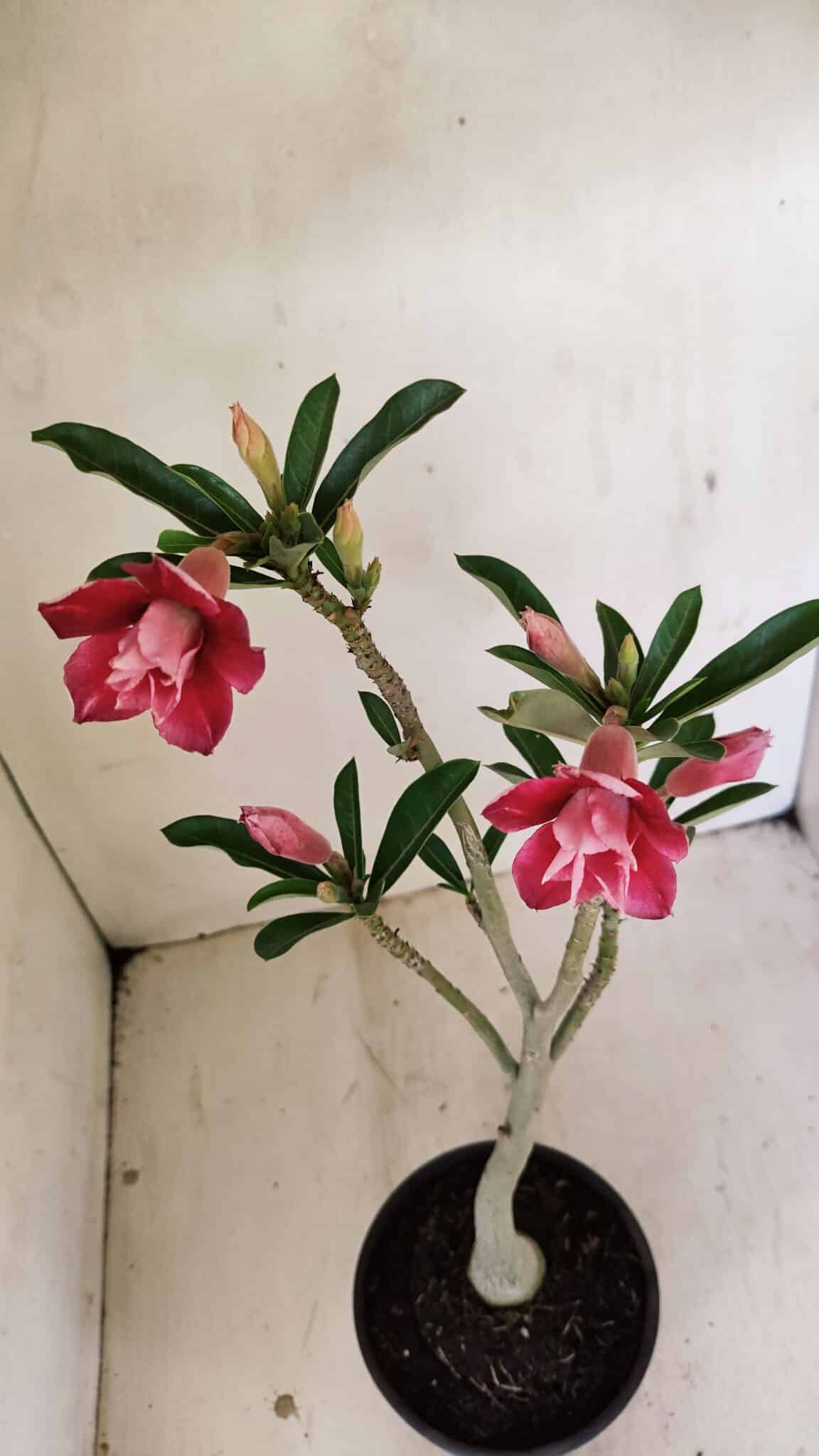 Planta Dobrada 3535 – 35cm – 03 anos - foto 6