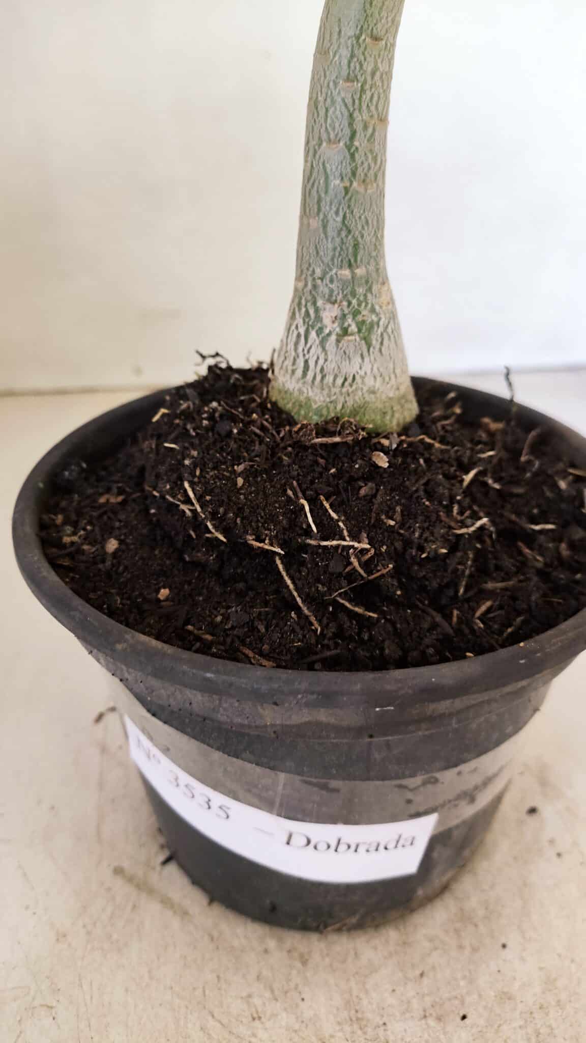 Planta Dobrada 3535 – 35cm – 03 anos - foto 9