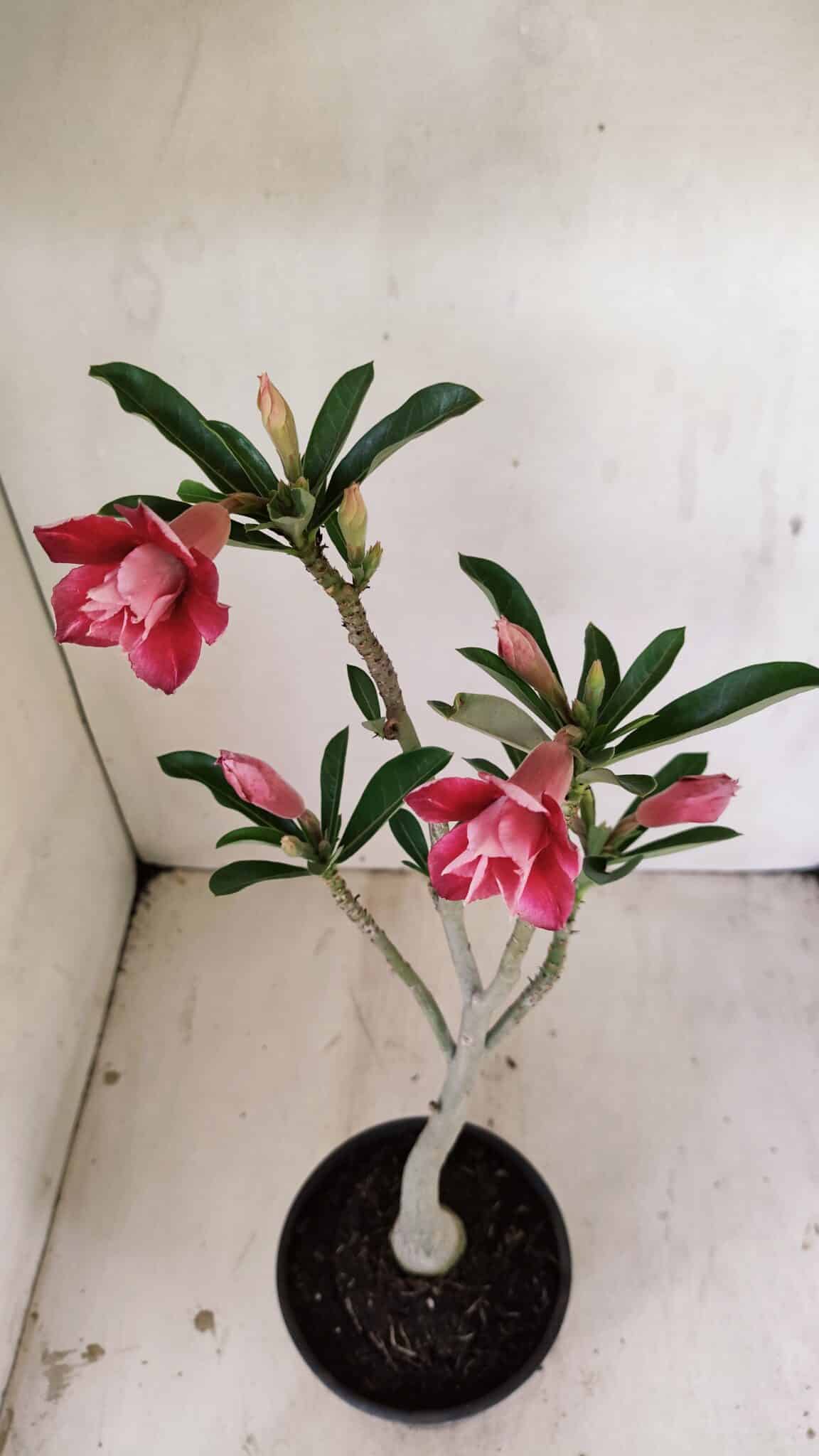 Planta Dobrada 3535 – 35cm – 03 anos - foto 8