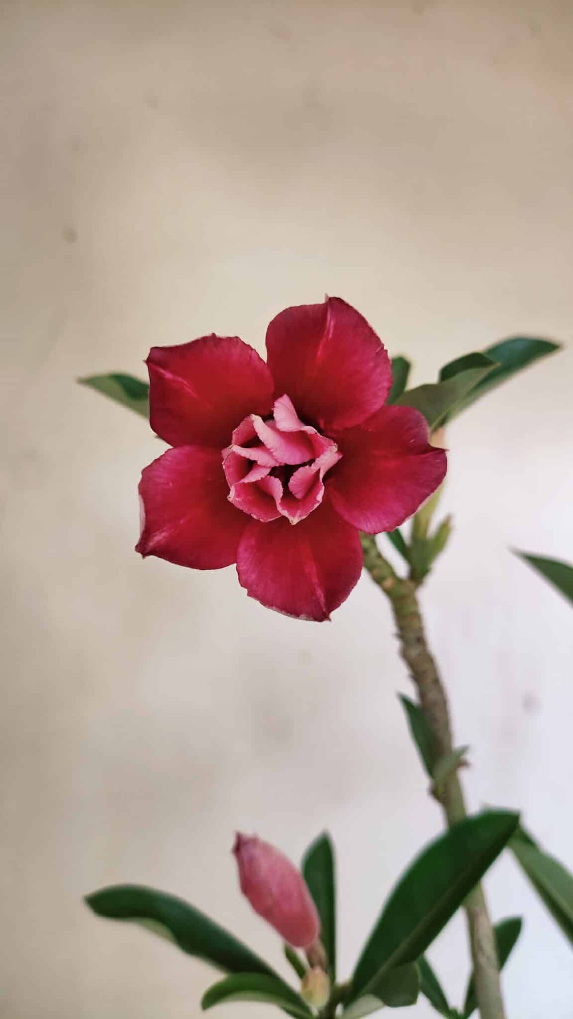 Planta Dobrada 3535 – 35cm – 03 anos - foto 3