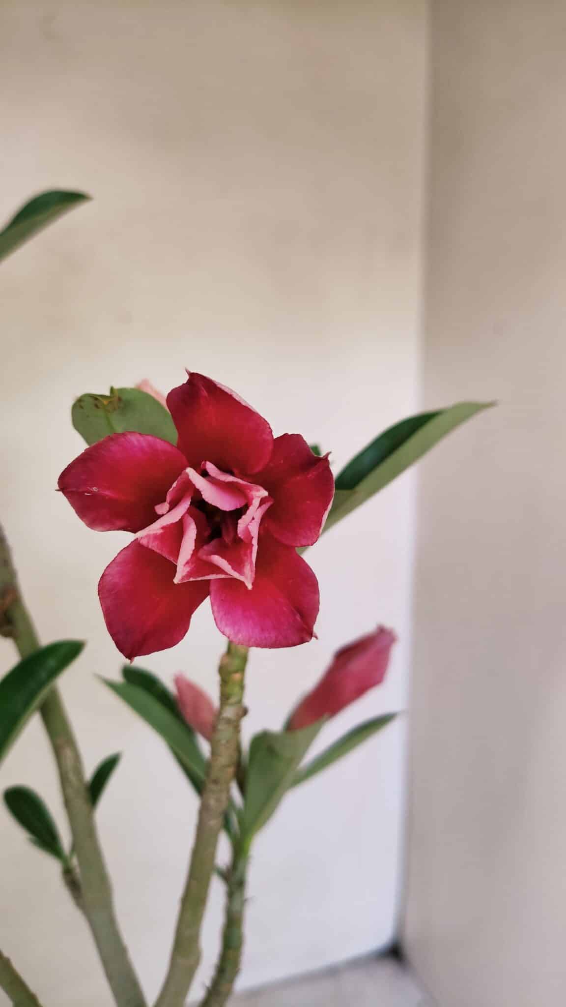 Planta Dobrada 3535 – 35cm – 03 anos - foto 4