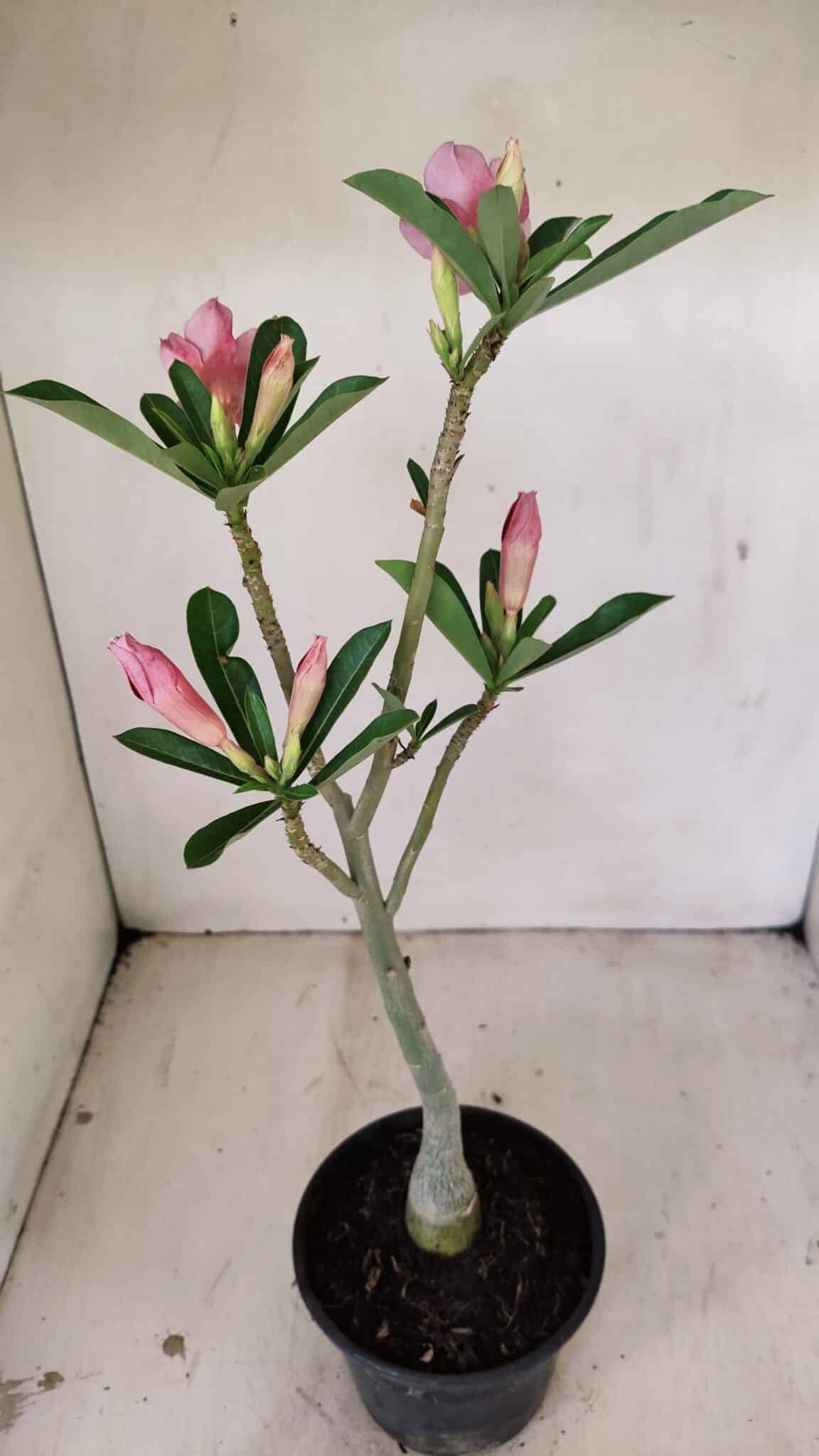 Planta Dobrada 3535 – 35cm – 03 anos - foto 7