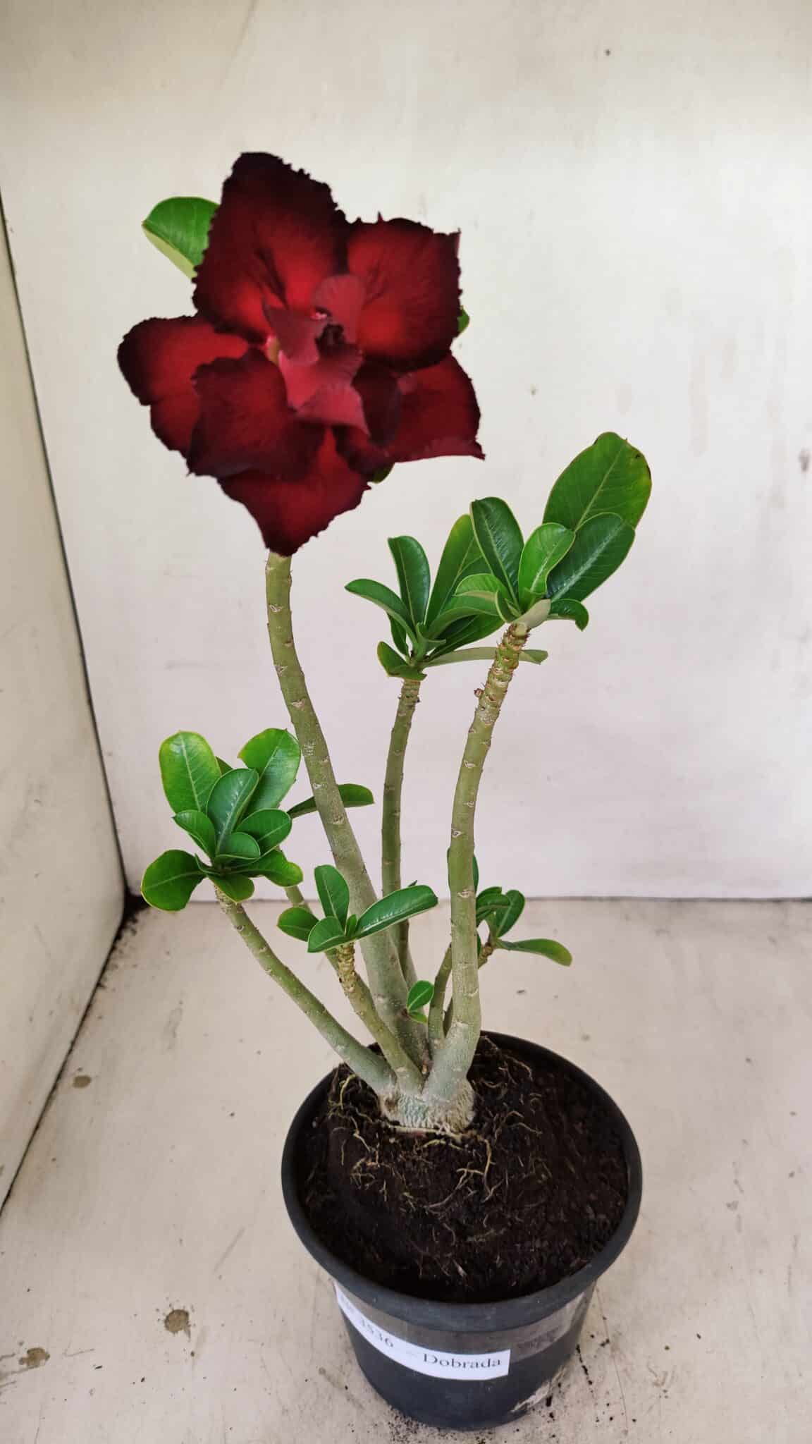 Planta Dobrada 3536 – 35cm – 03 anos - foto 2