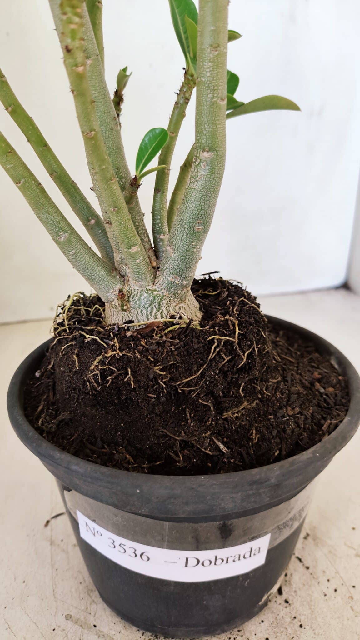 Planta Dobrada 3536 – 35cm – 03 anos - foto 6