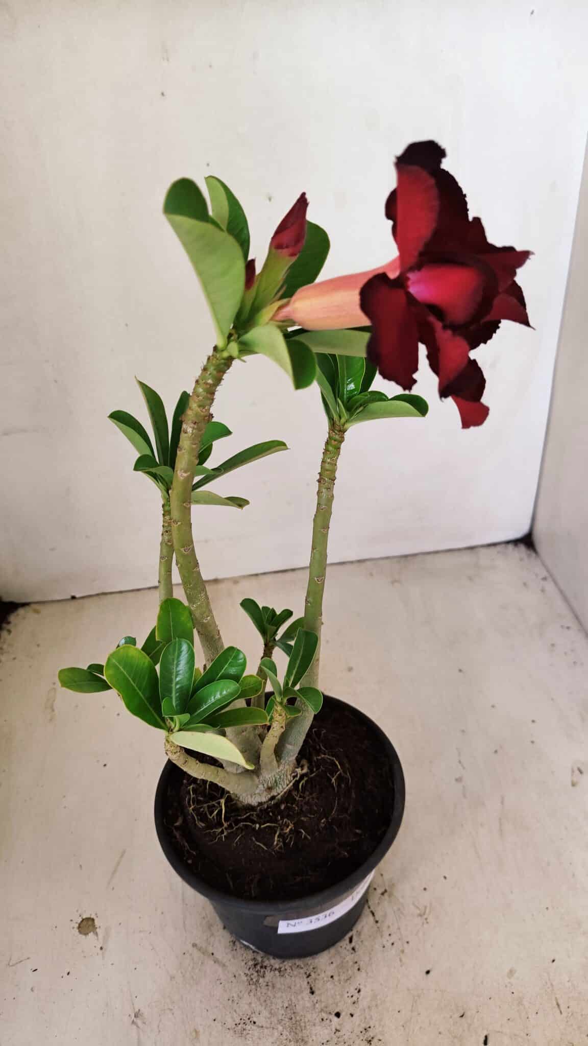 Planta Dobrada 3536 – 35cm – 03 anos - foto 4