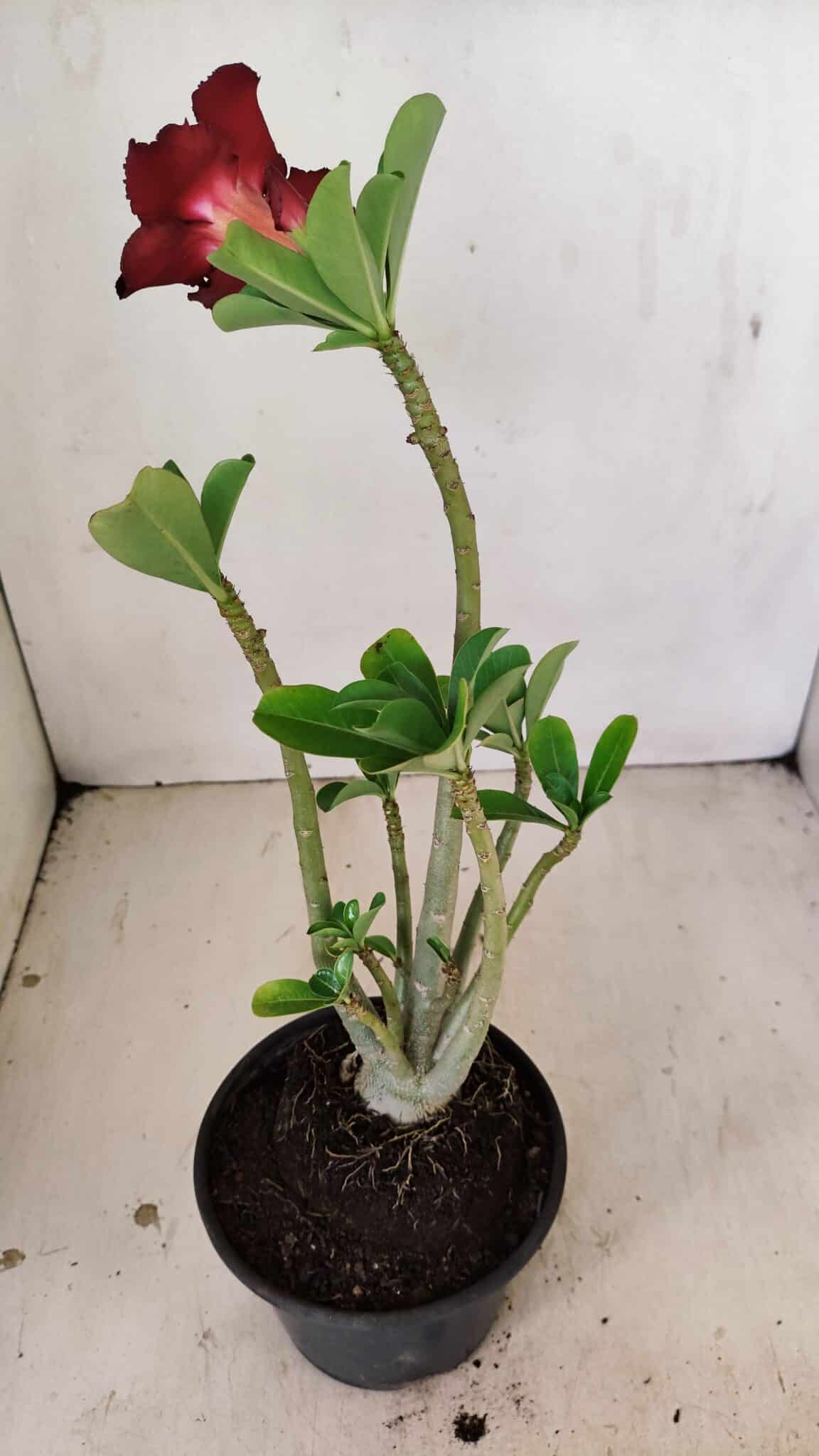 Planta Dobrada 3536 – 35cm – 03 anos - foto 5