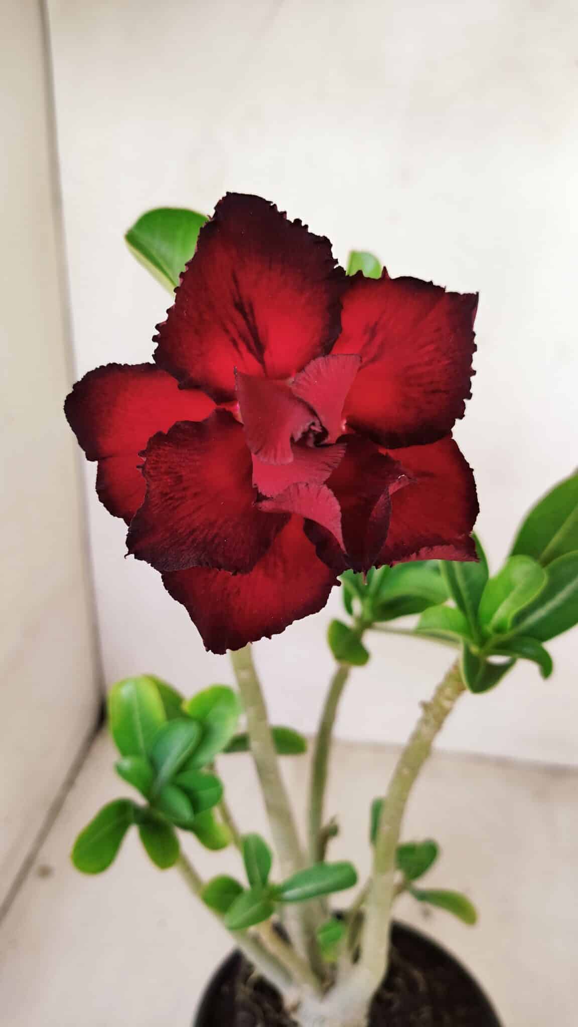 Planta Dobrada 3536 – 35cm – 03 anos - foto 3