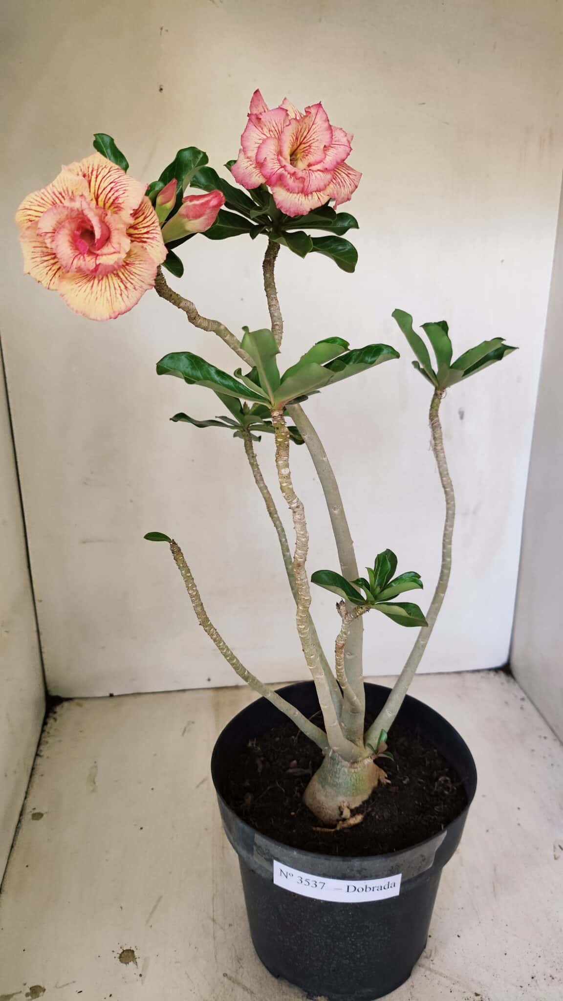 Planta Dobrada 3537 – 40cm – 03 anos - foto 2