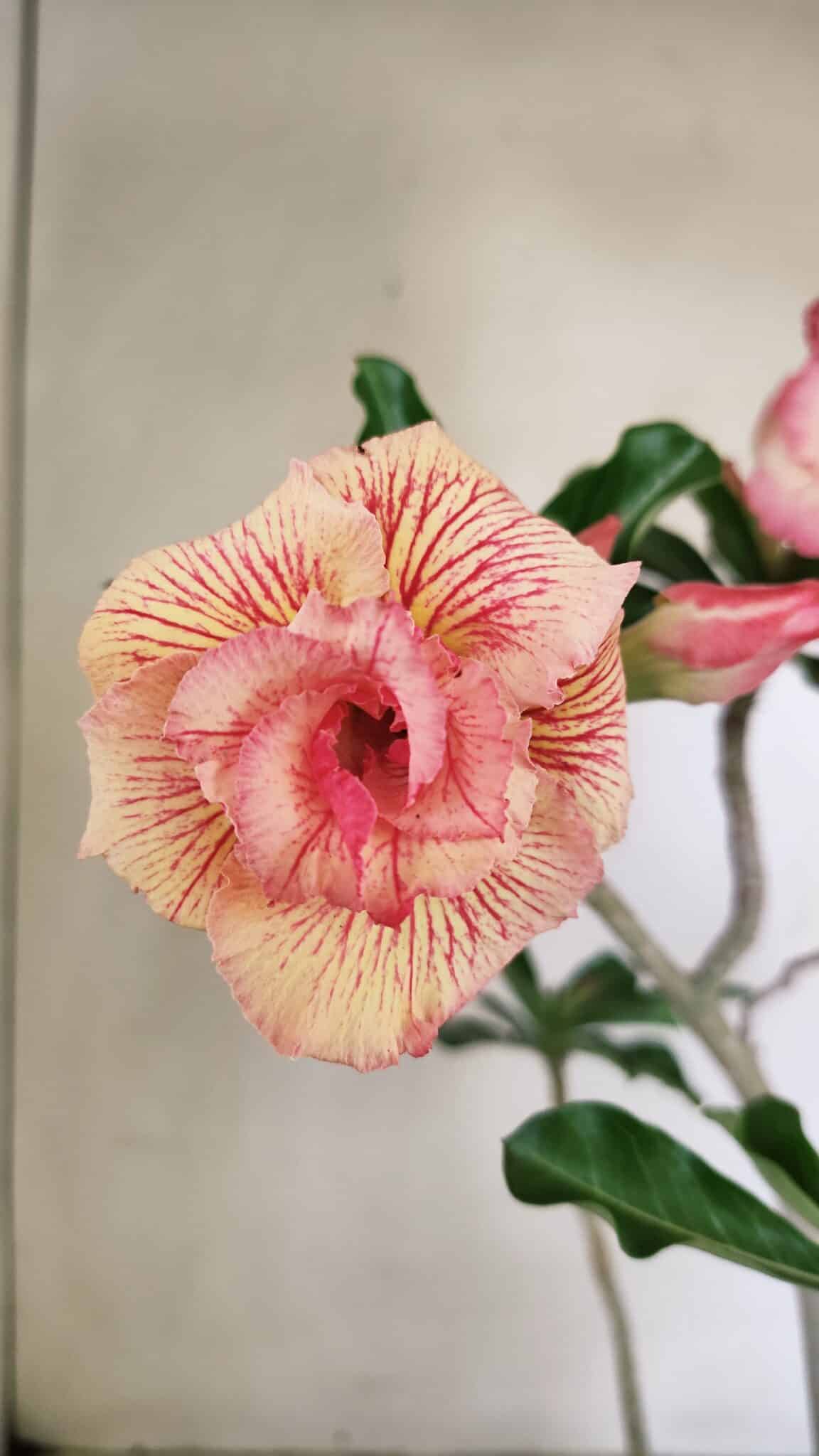 Planta Dobrada 3537 – 40cm – 03 anos - foto 3