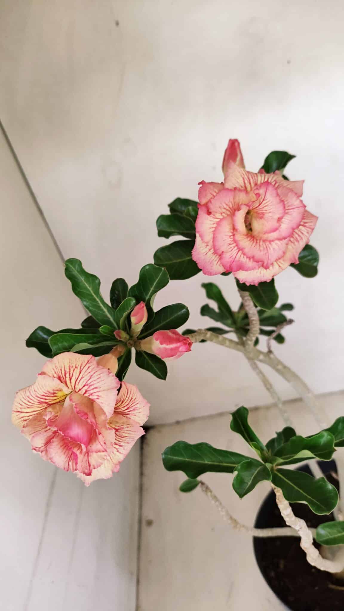 Planta Dobrada 3537 – 40cm – 03 anos - foto 5