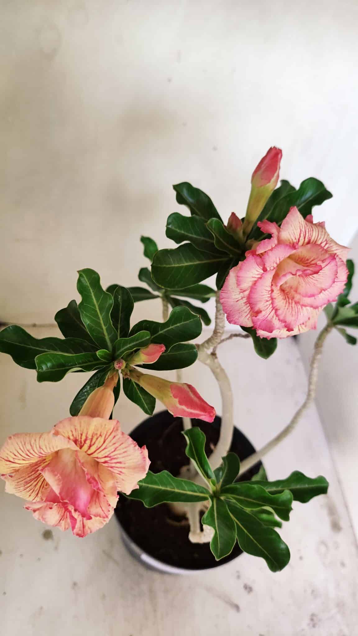 Planta Dobrada 3537 – 40cm – 03 anos - foto 9