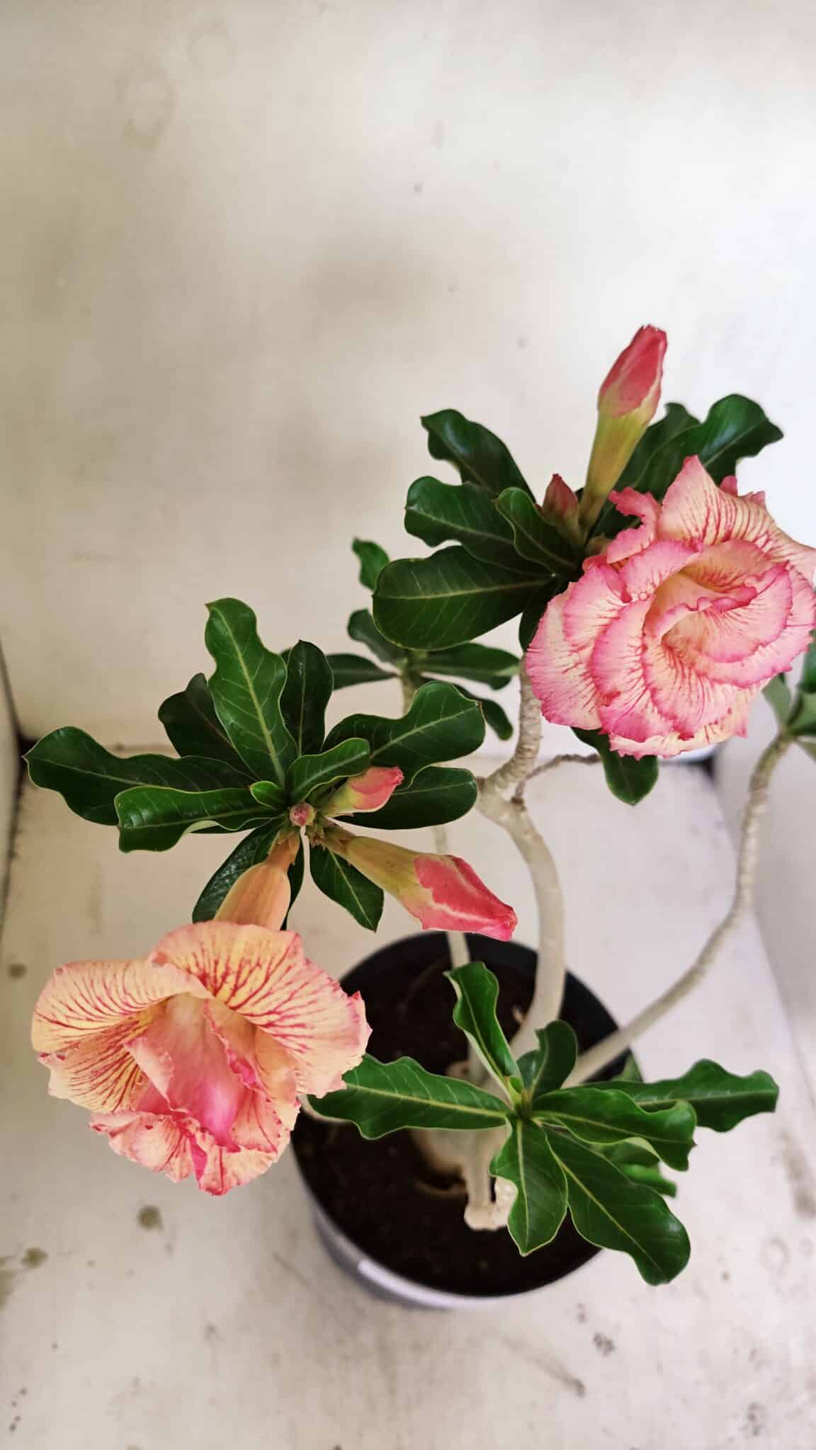 Planta Dobrada 3537 – 40cm – 03 anos - foto 4