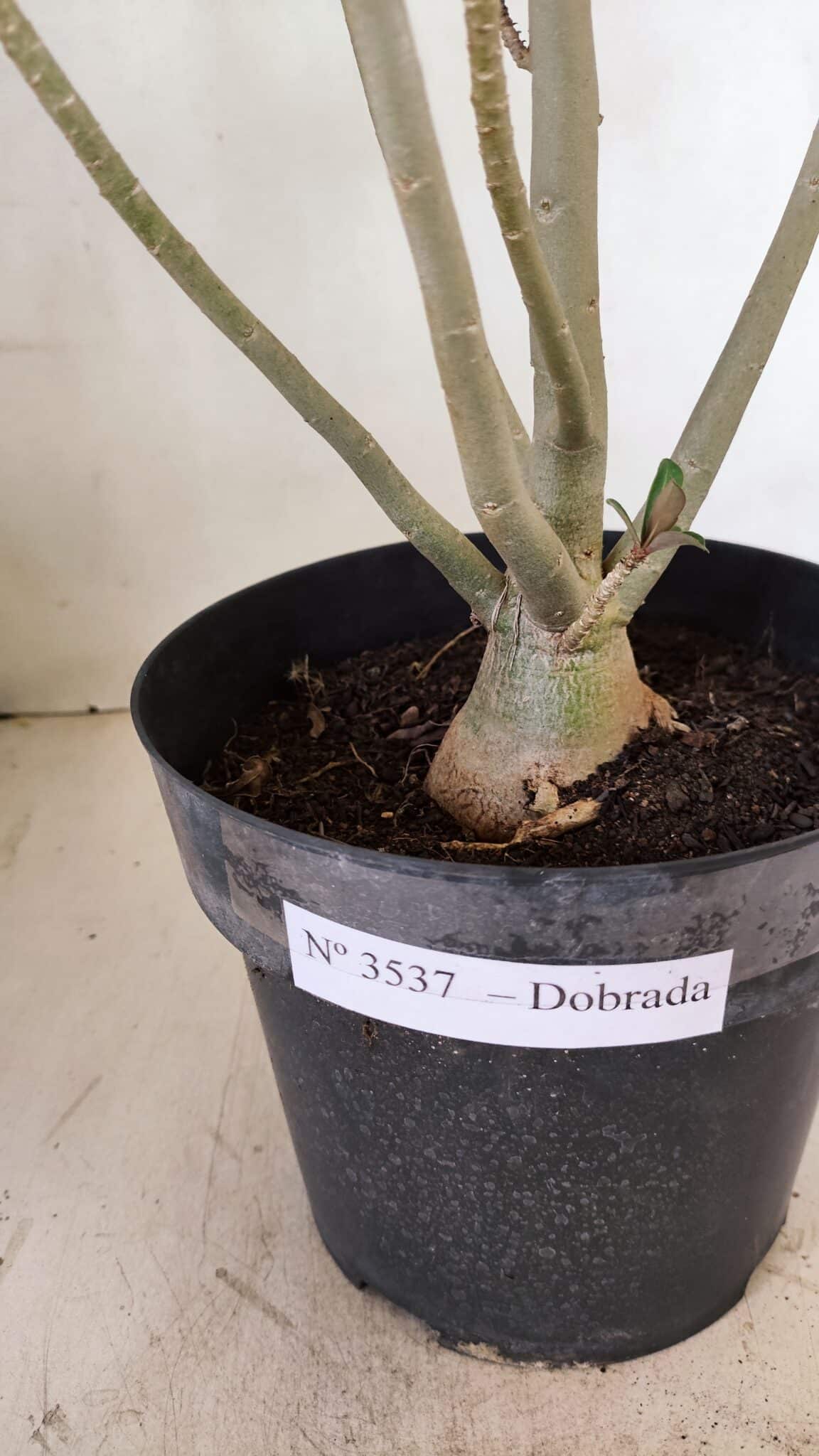 Planta Dobrada 3537 – 40cm – 03 anos - foto 8