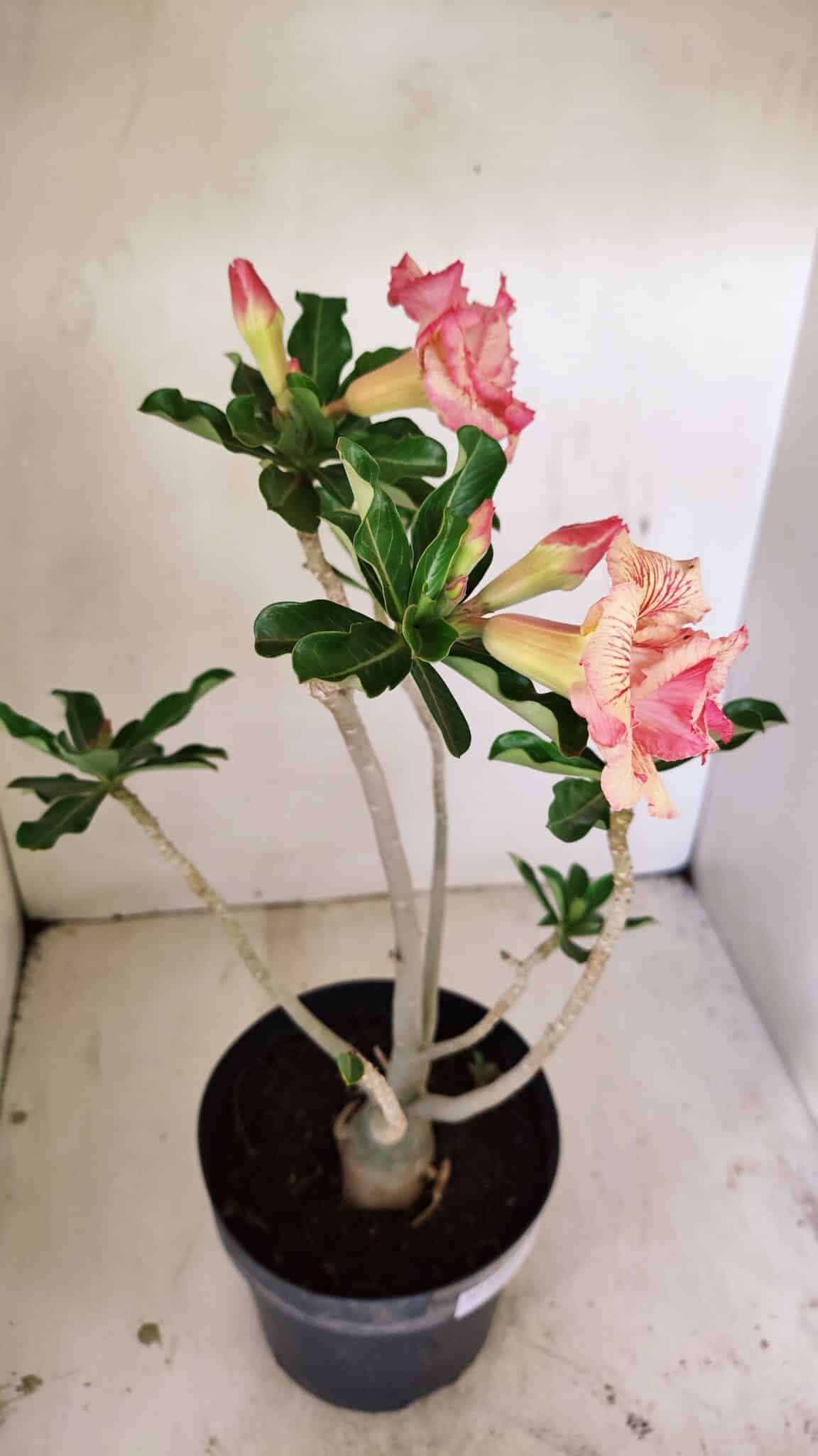 Planta Dobrada 3537 – 40cm – 03 anos - foto 7
