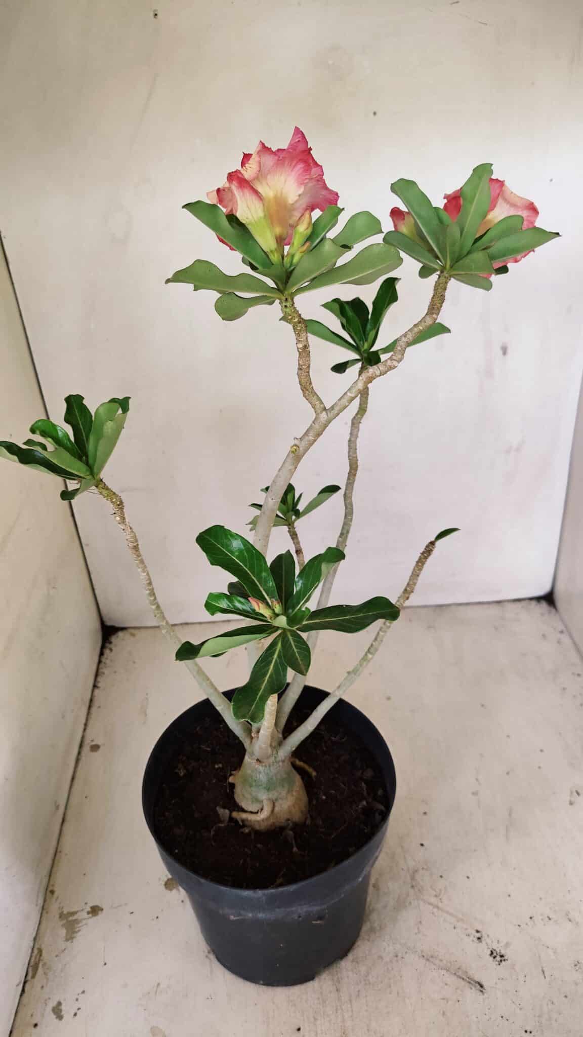 Planta Dobrada 3537 – 40cm – 03 anos - foto 6