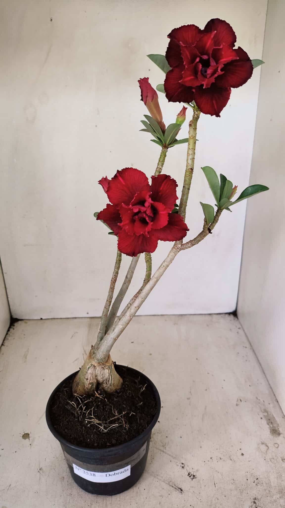 Planta Dobrada 3538 – 35cm – 03 anos - imagem 2