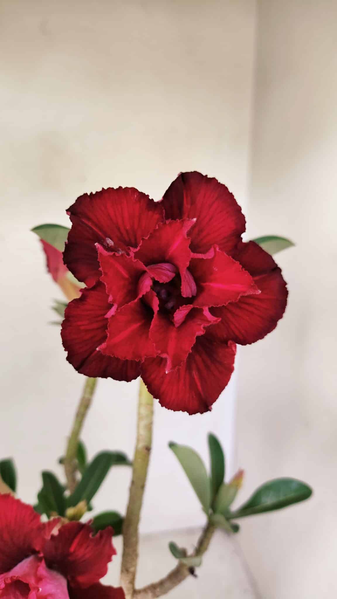 Planta Dobrada 3538 – 35cm – 03 anos - imagem 3
