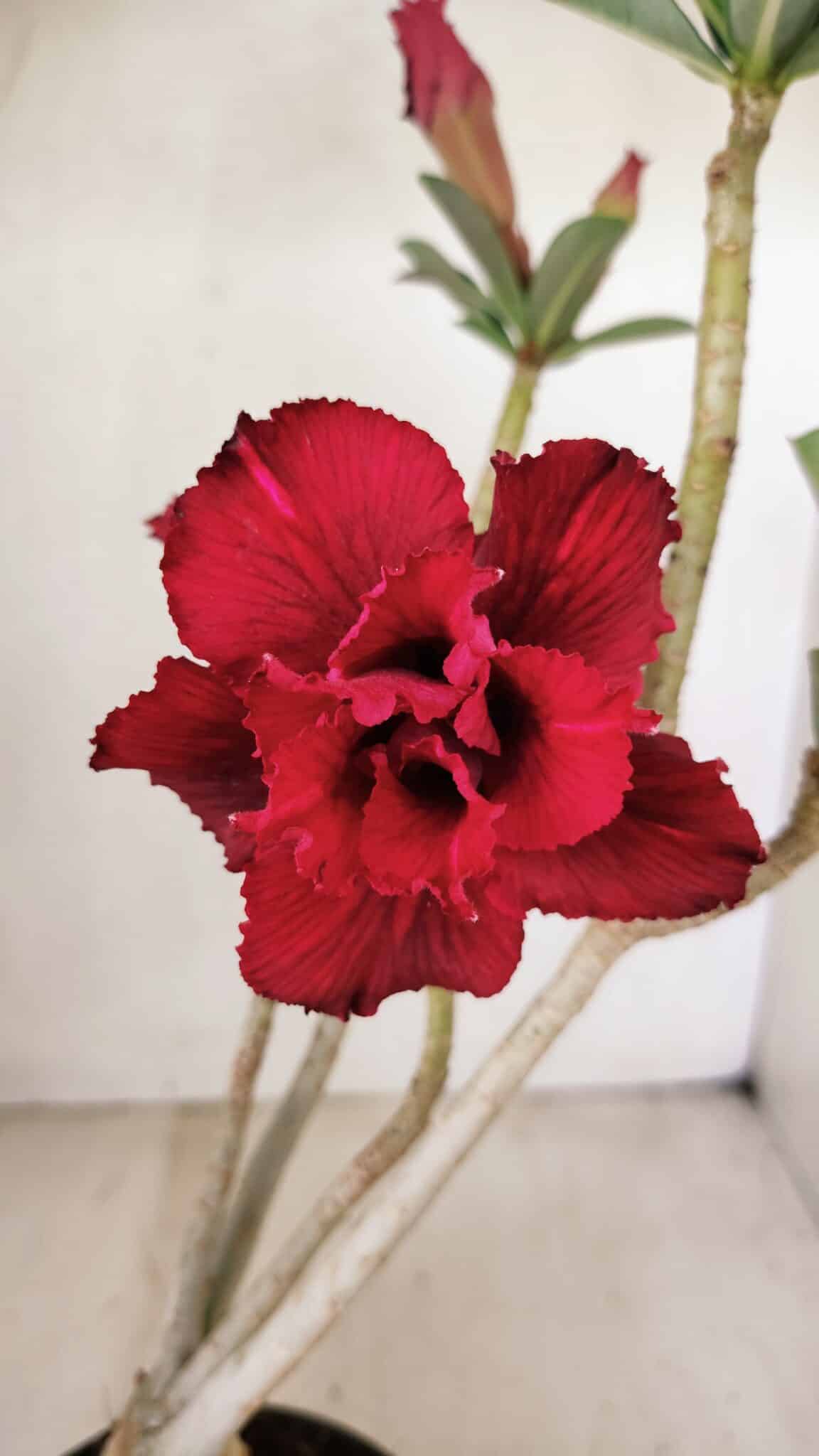Planta Dobrada 3538 – 35cm – 03 anos - imagem 5