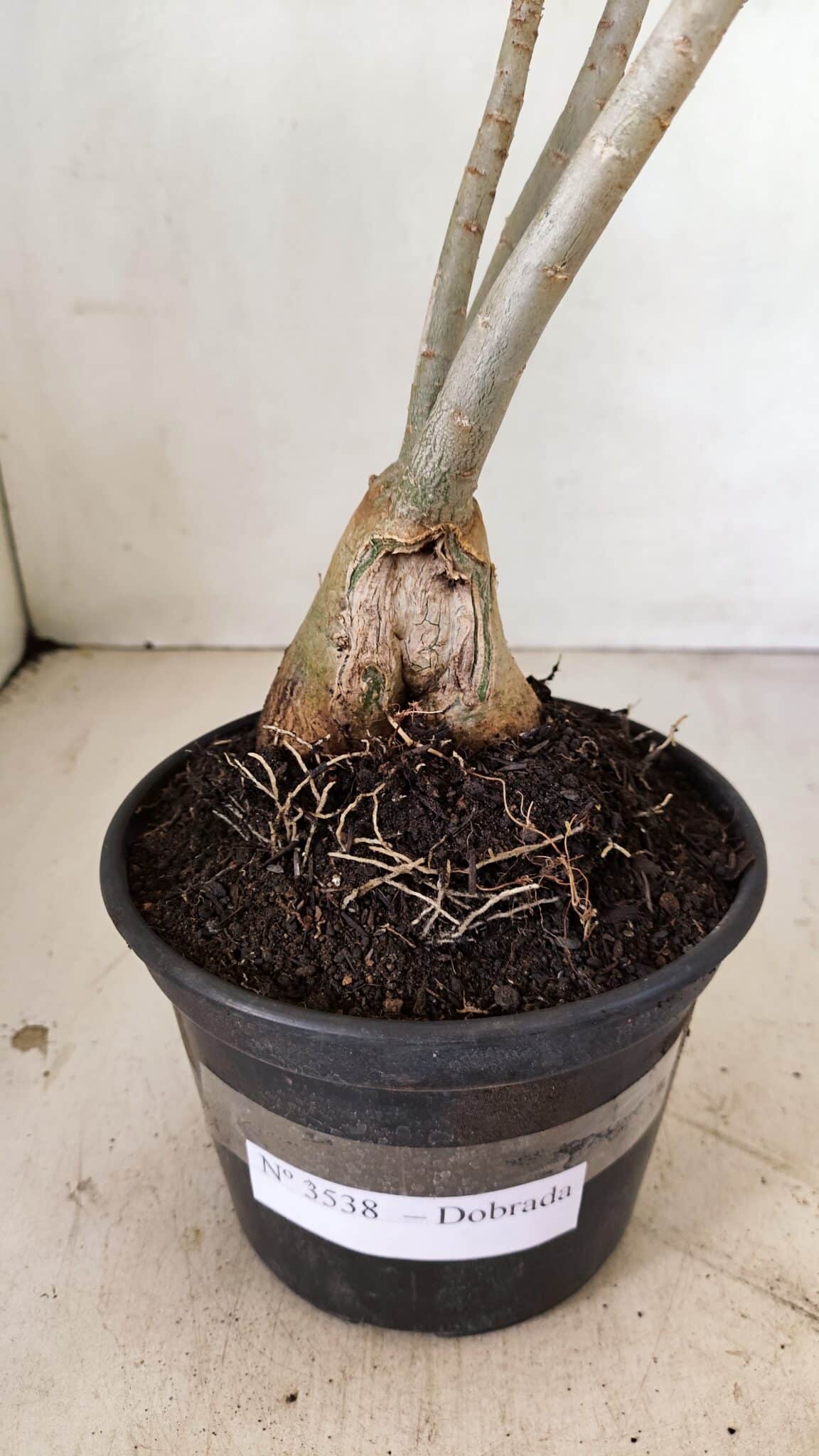 Planta Dobrada 3538 – 35cm – 03 anos - imagem 9