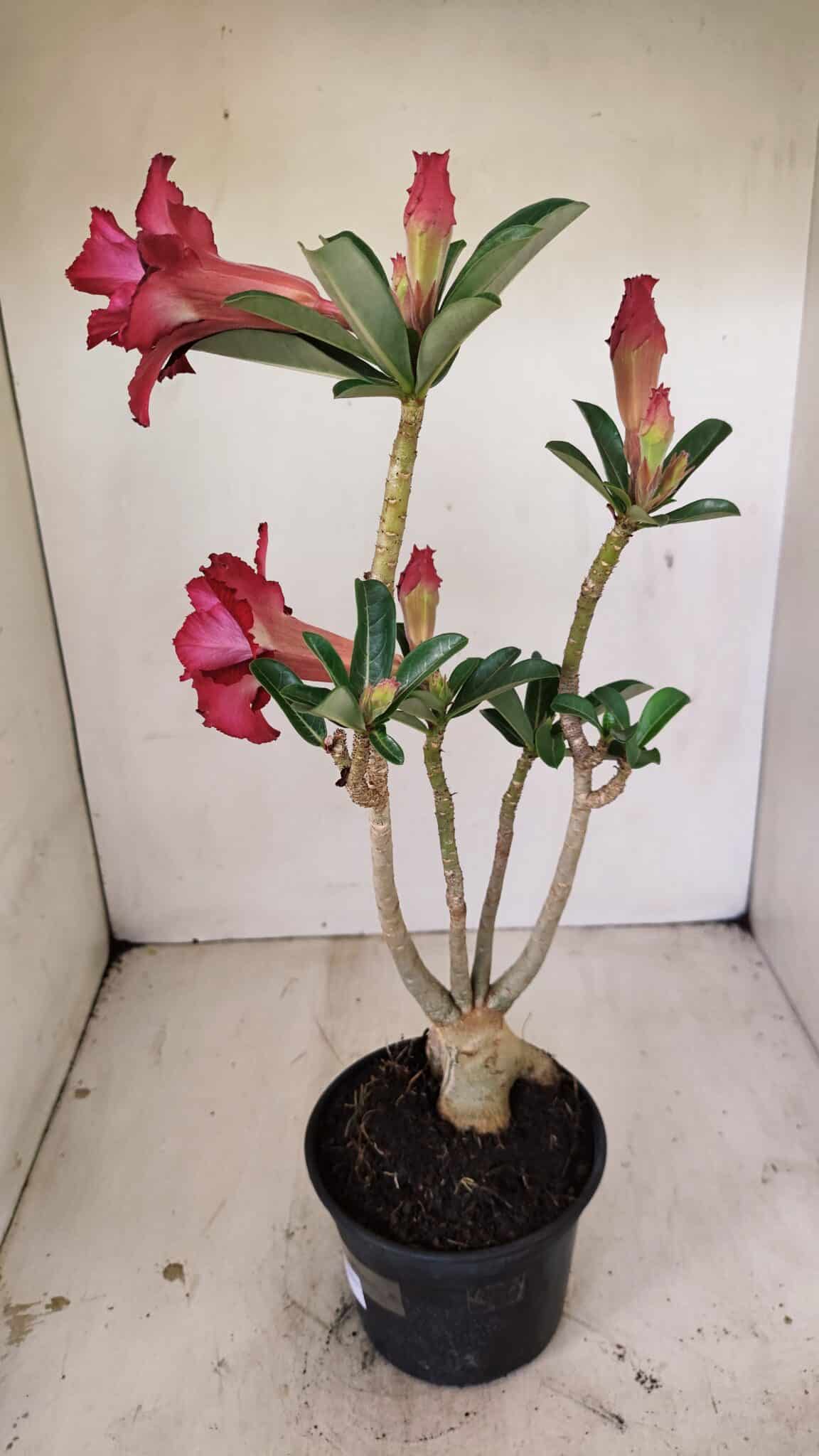 Planta Dobrada 3538 – 35cm – 03 anos - imagem 8