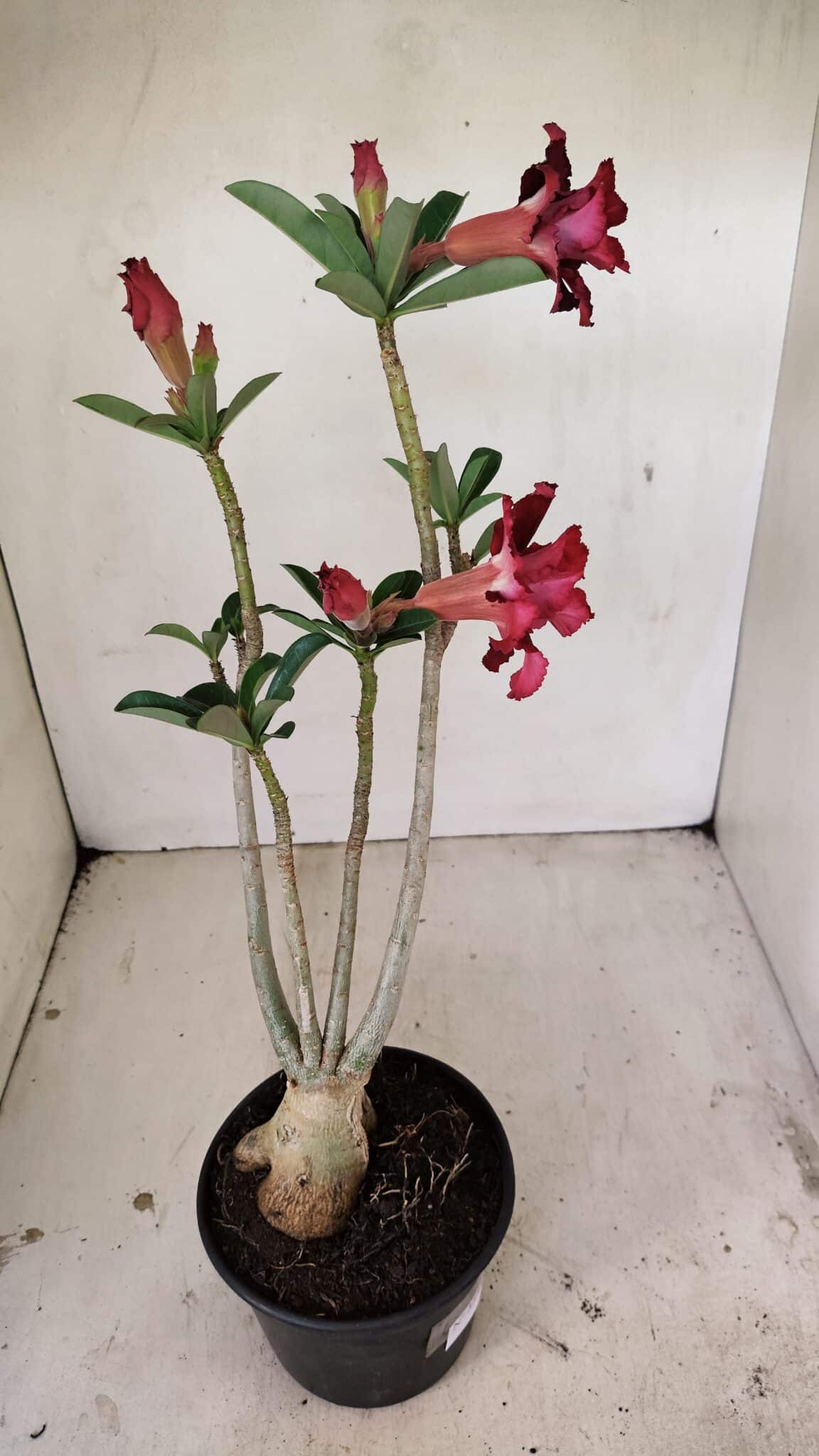 Planta Dobrada 3538 – 35cm – 03 anos - imagem 7