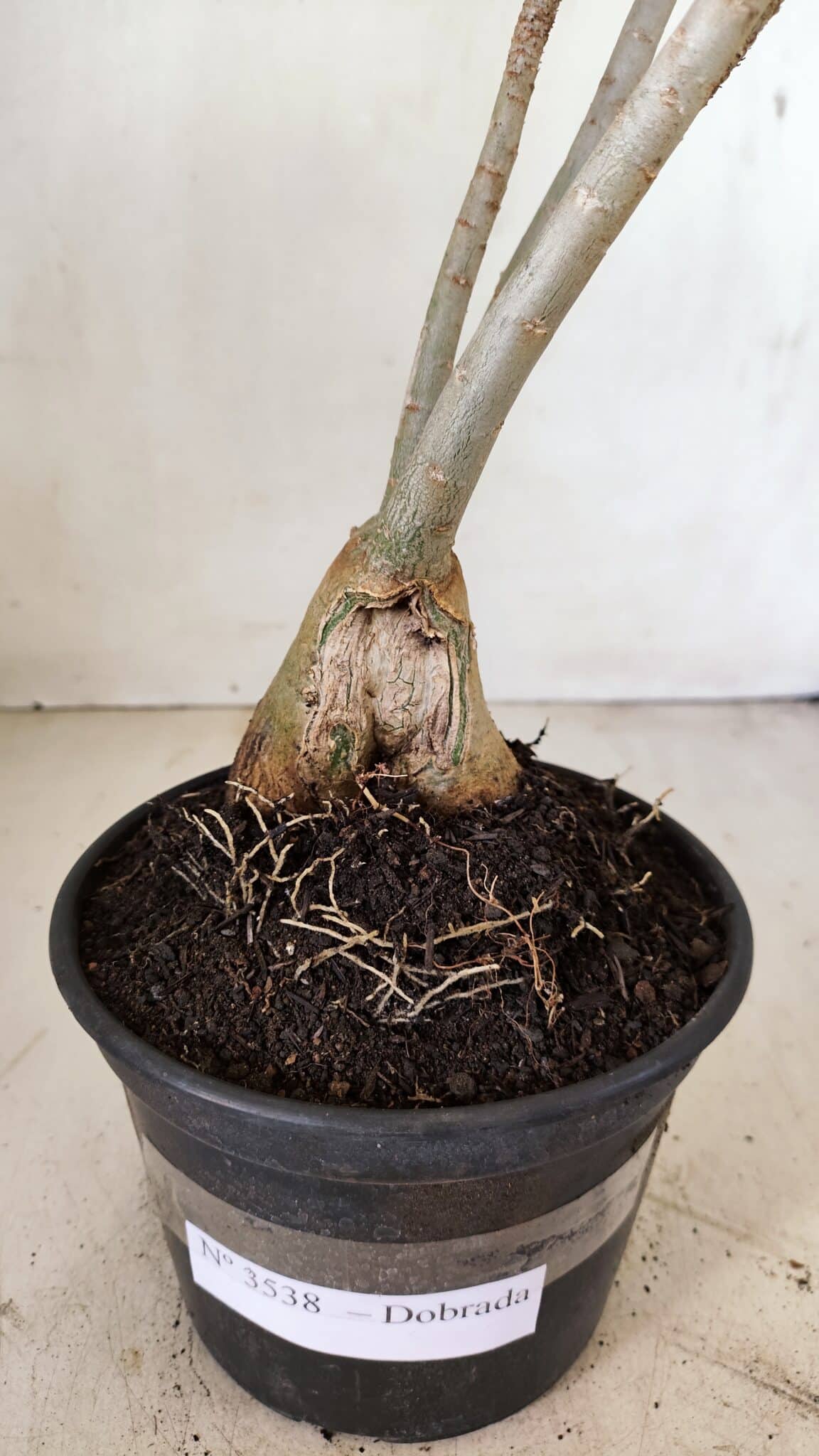 Planta Dobrada 3538 – 35cm – 03 anos - imagem 6