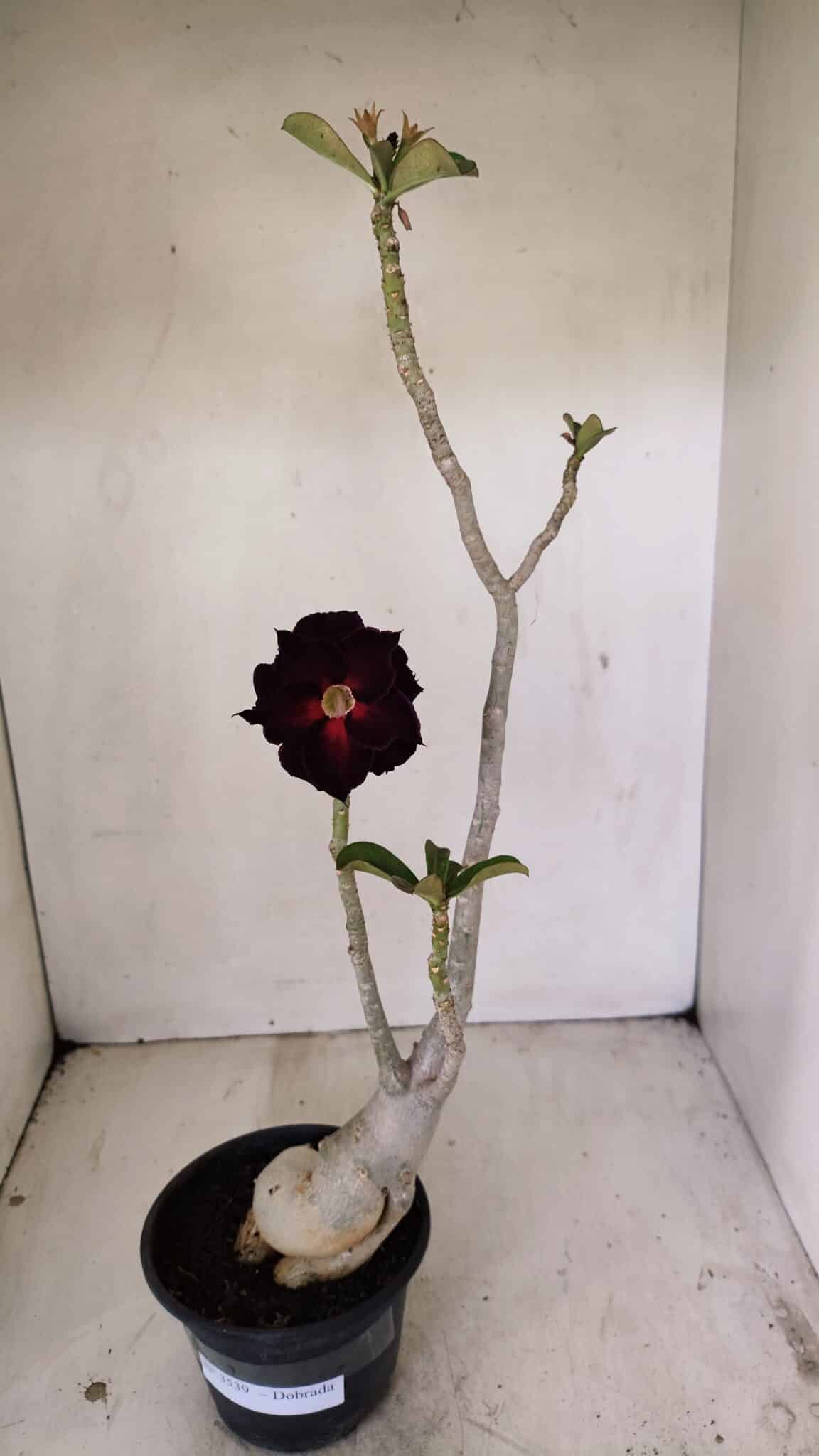 Planta Dobrada 3539 – 35cm – 03 anos - foto 2