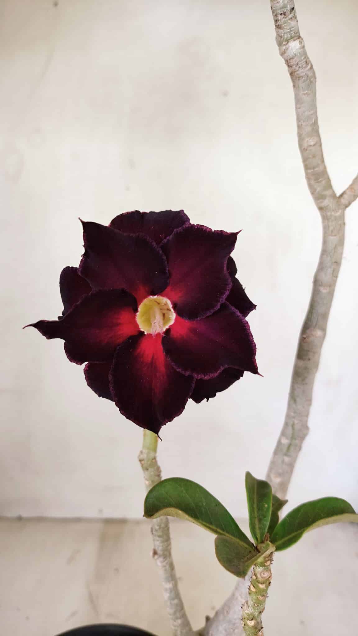 Planta Dobrada 3539 – 35cm – 03 anos - foto 3