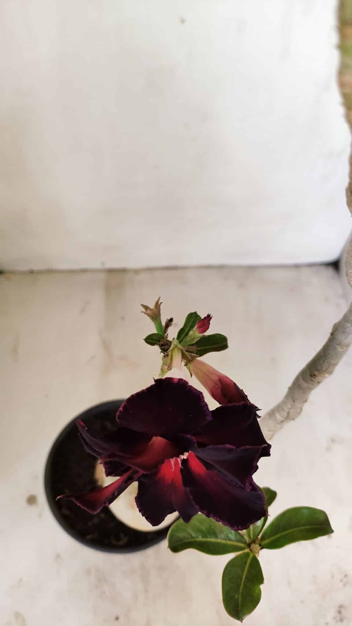 Planta Dobrada 3539 – 35cm – 03 anos - foto 4