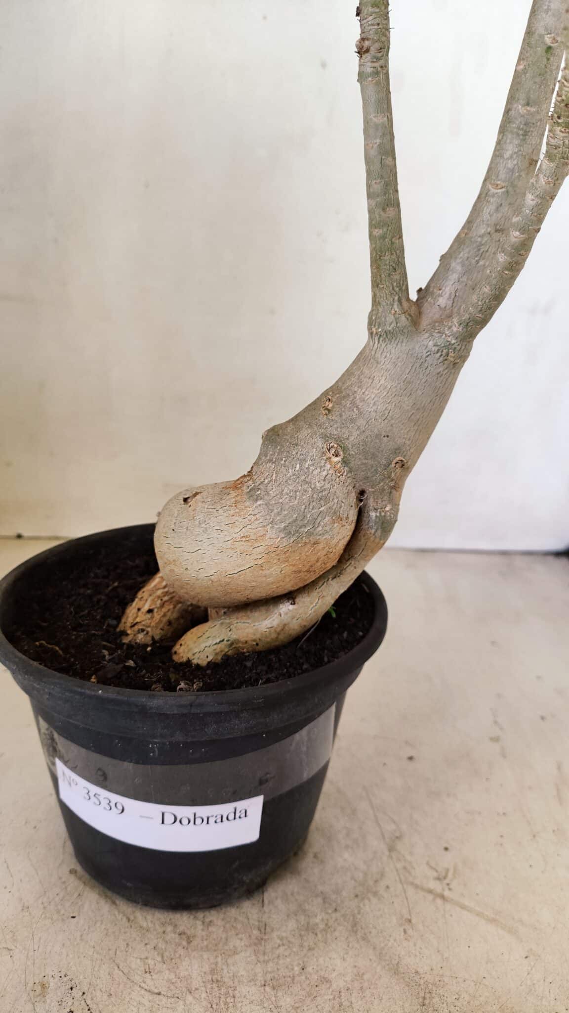 Planta Dobrada 3539 – 35cm – 03 anos - foto 8