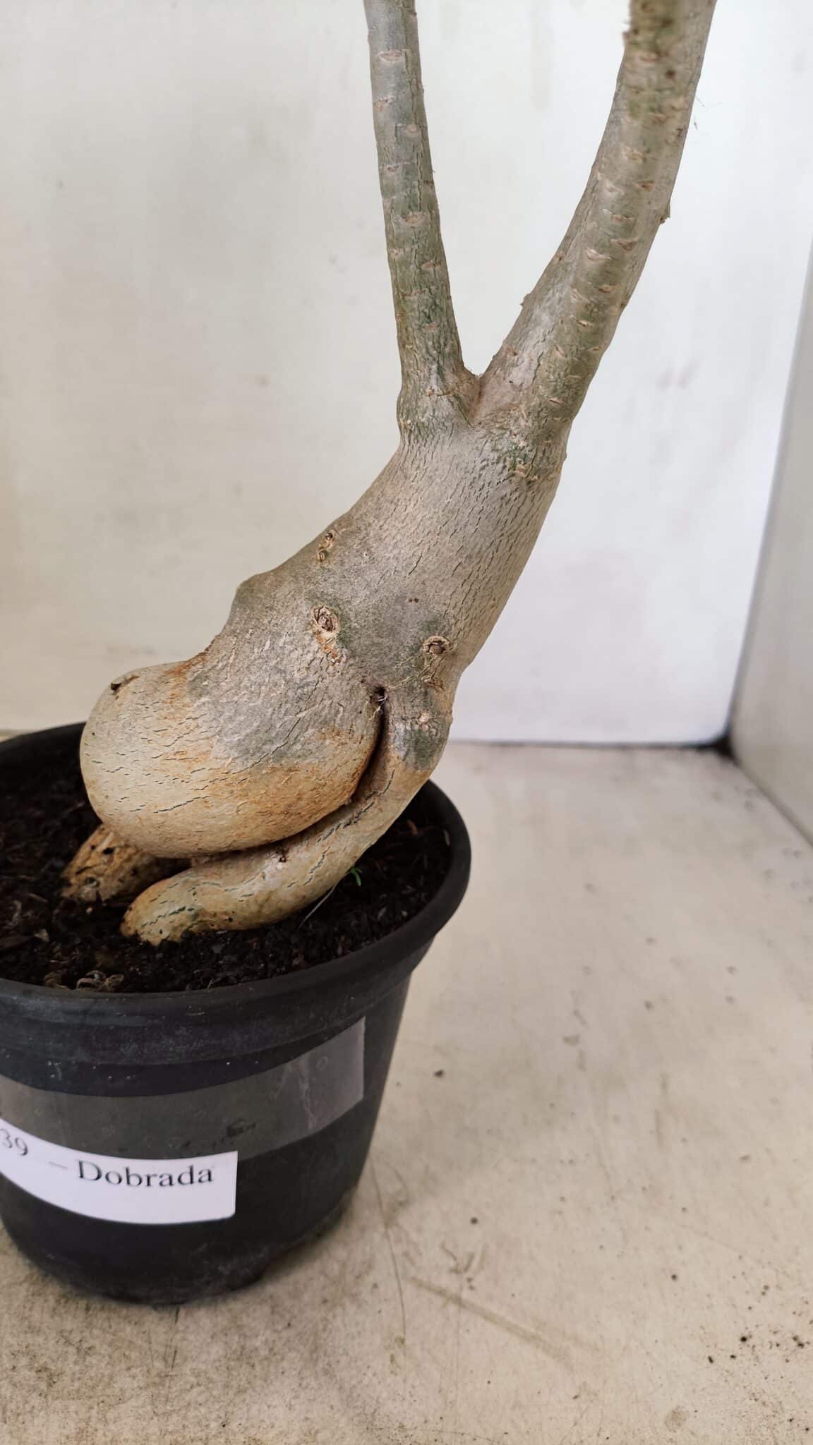 Planta Dobrada 3539 – 35cm – 03 anos - foto 7