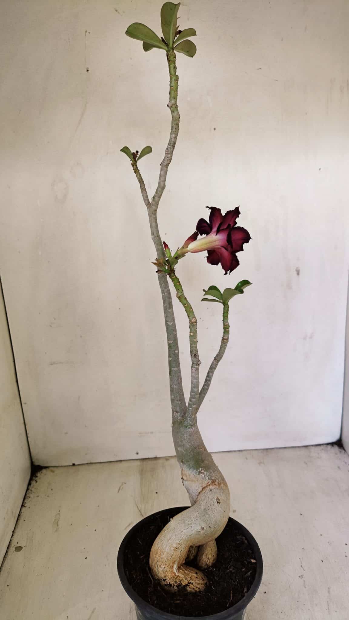 Planta Dobrada 3539 – 35cm – 03 anos - foto 6