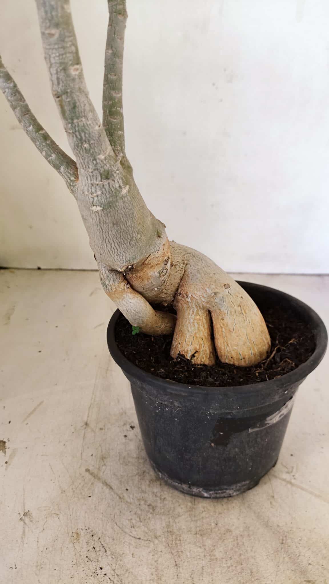 Planta Dobrada 3539 – 35cm – 03 anos - foto 5