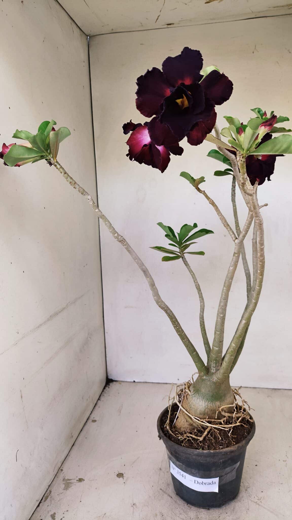 Planta Dobrada 3541 – 40cm – 03 anos - foto 2
