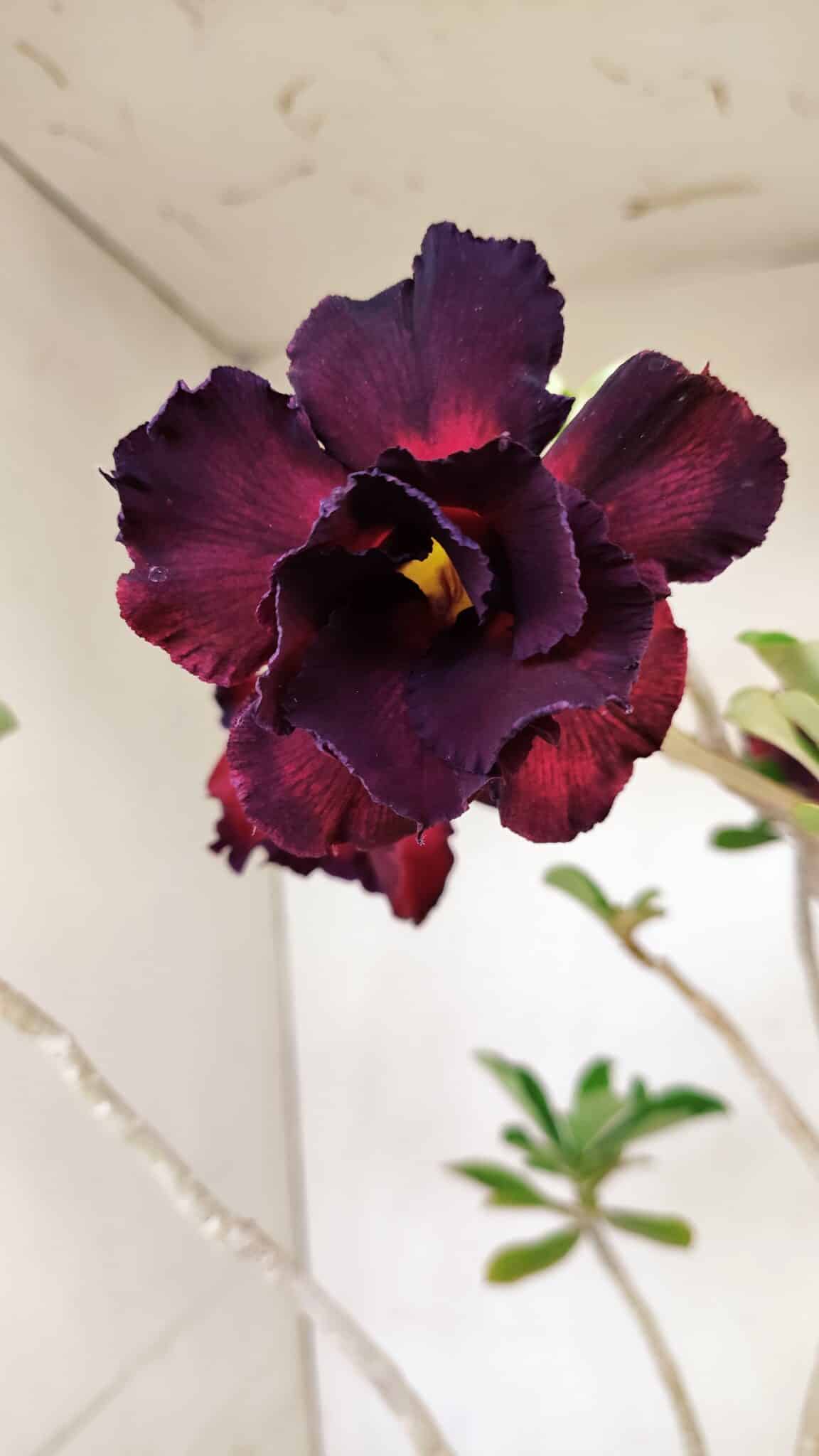 Planta Dobrada 3541 – 40cm – 03 anos - foto 3