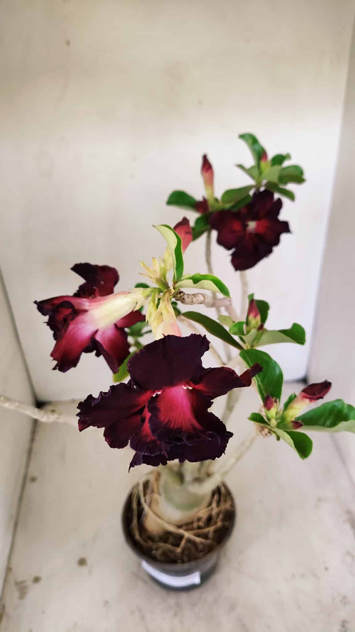 Planta Dobrada 3541 – 40cm – 03 anos - foto 4