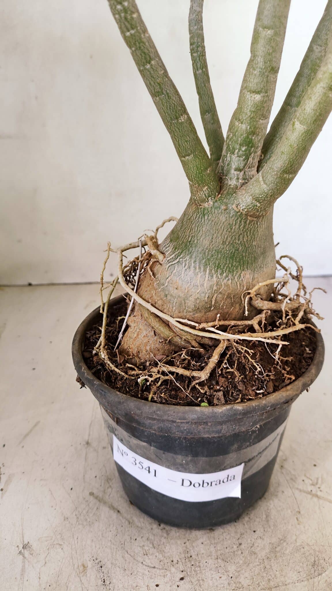 Planta Dobrada 3541 – 40cm – 03 anos - foto 6