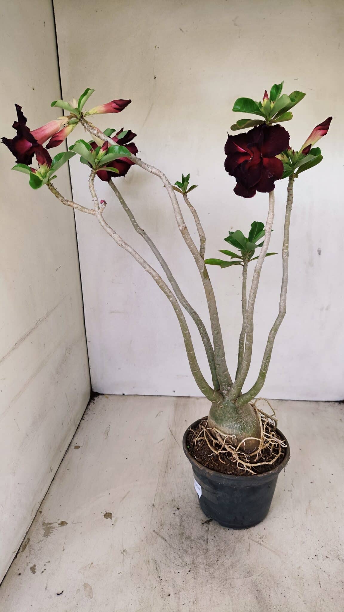 Planta Dobrada 3541 – 40cm – 03 anos - foto 7