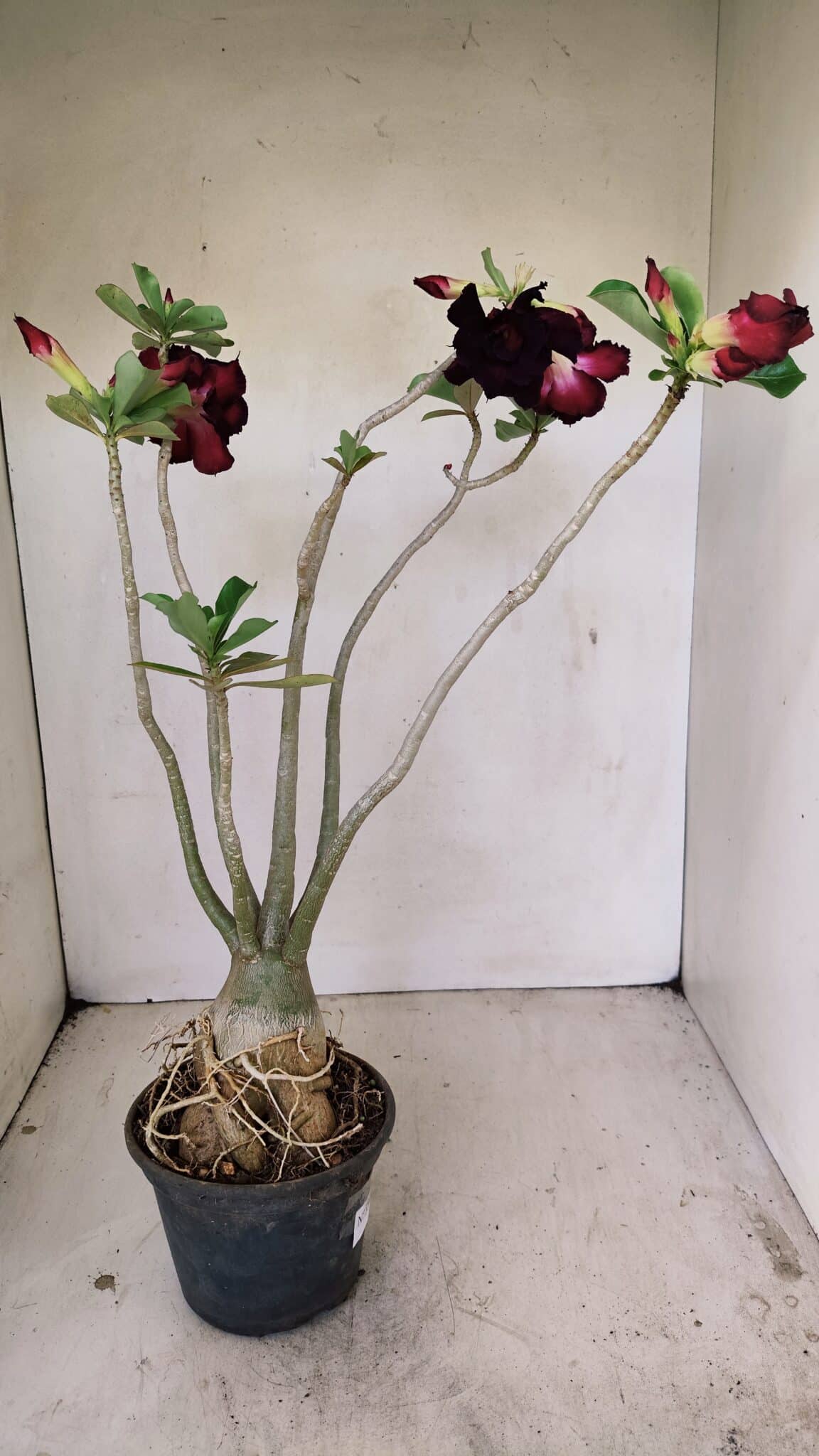 Planta Dobrada 3541 – 40cm – 03 anos - foto 5