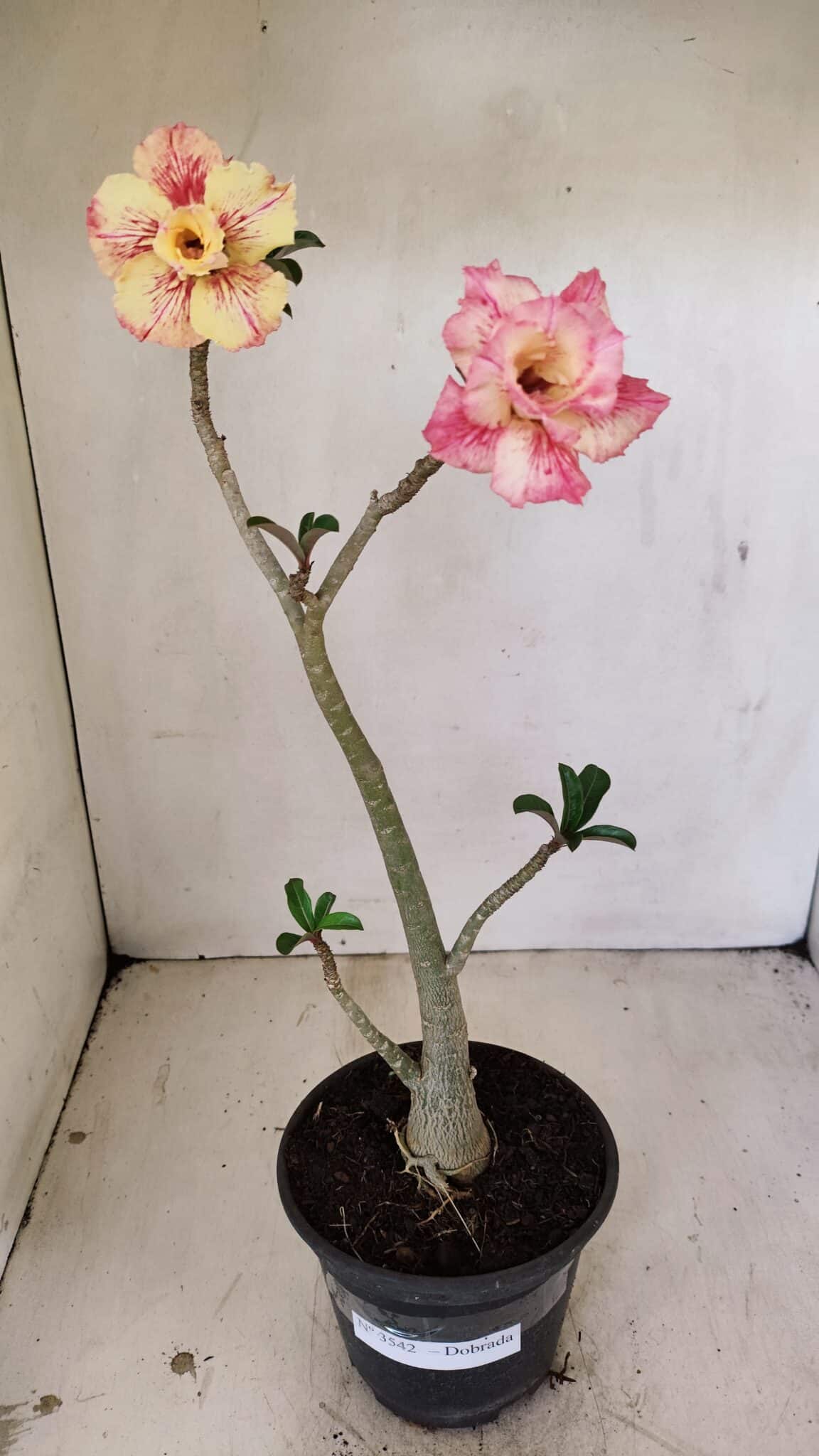 Planta Dobrada 3542 – 35cm – 03 anos - foto 2