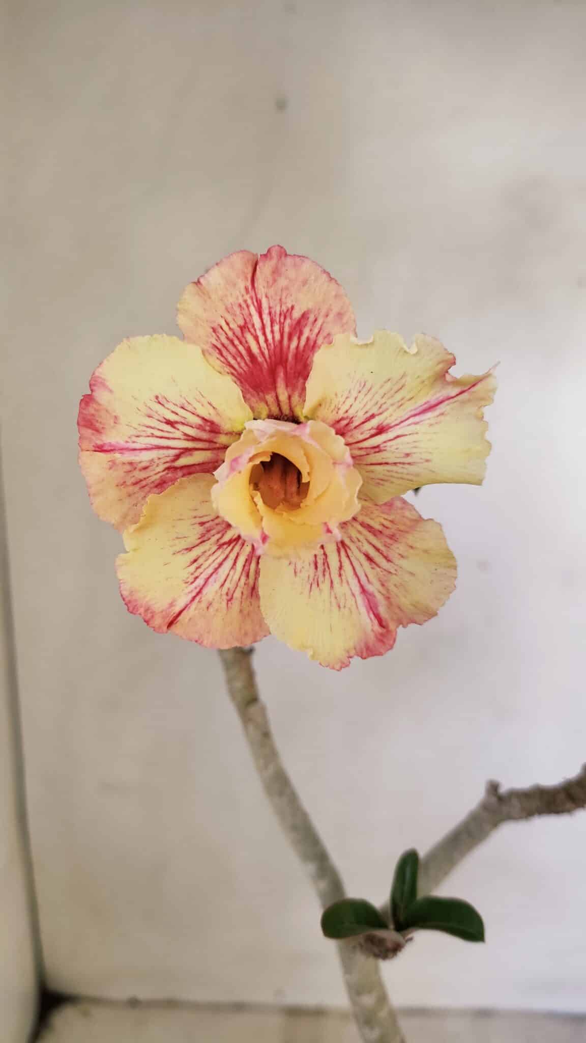 Planta Dobrada 3542 – 35cm – 03 anos - foto 3